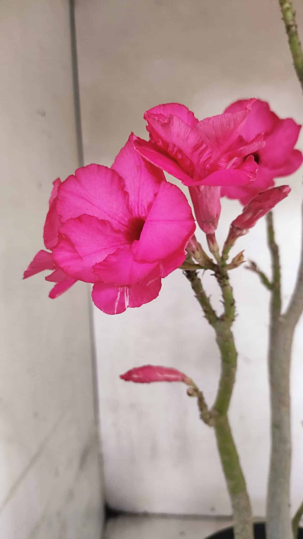 Planta Dobrada 3732 – 40cm – 03 anos - foto 6