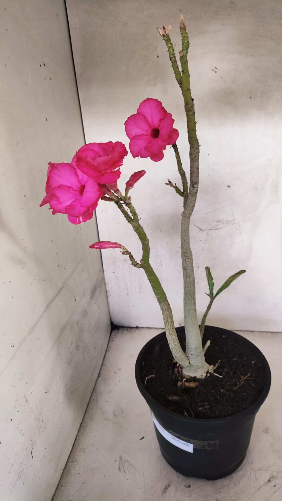 Planta Dobrada 3732 – 40cm – 03 anos - foto 9
