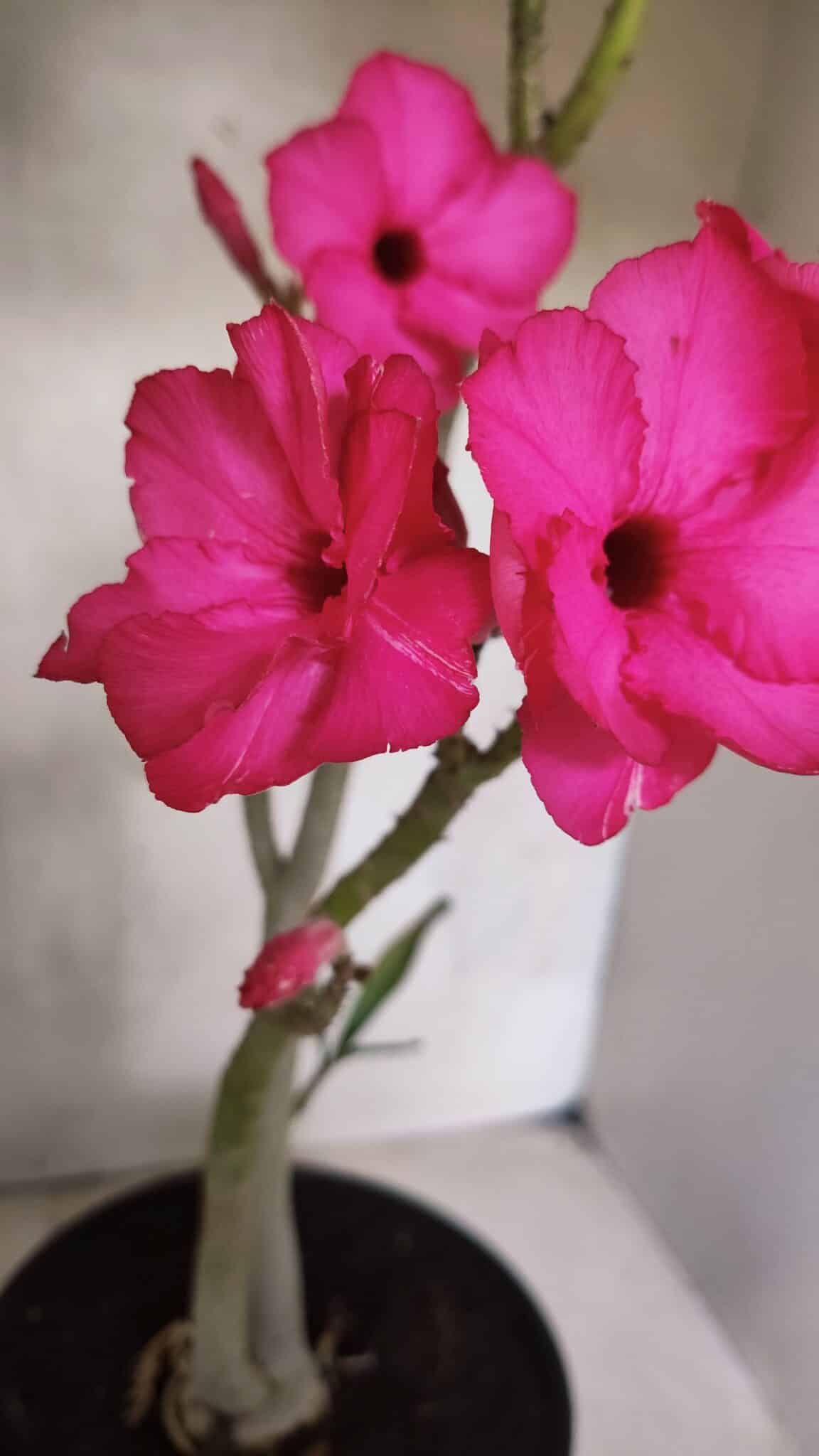 Planta Dobrada 3732 – 40cm – 03 anos - foto 8