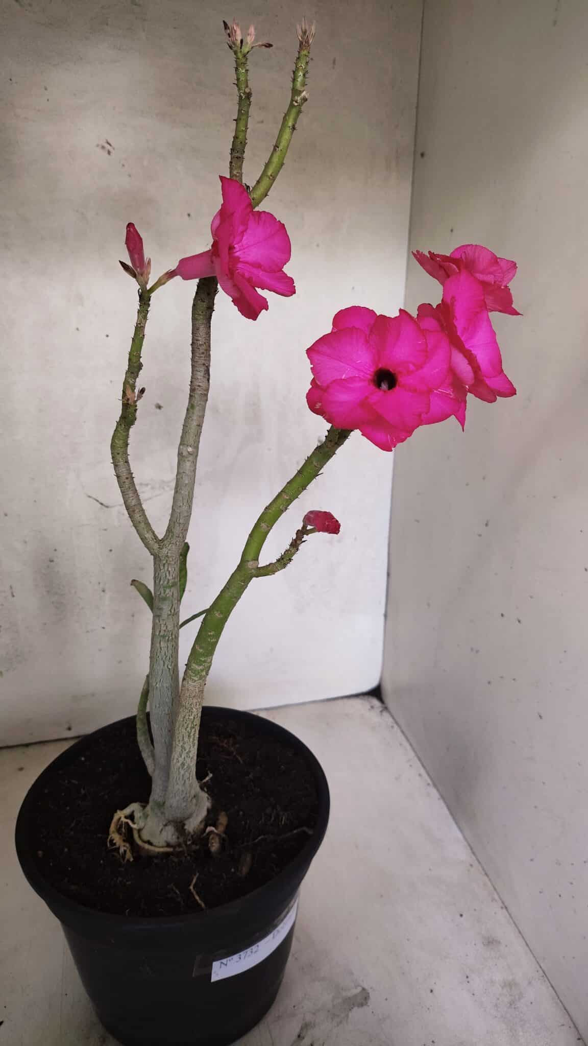 Planta Dobrada 3732 – 40cm – 03 anos - foto 7