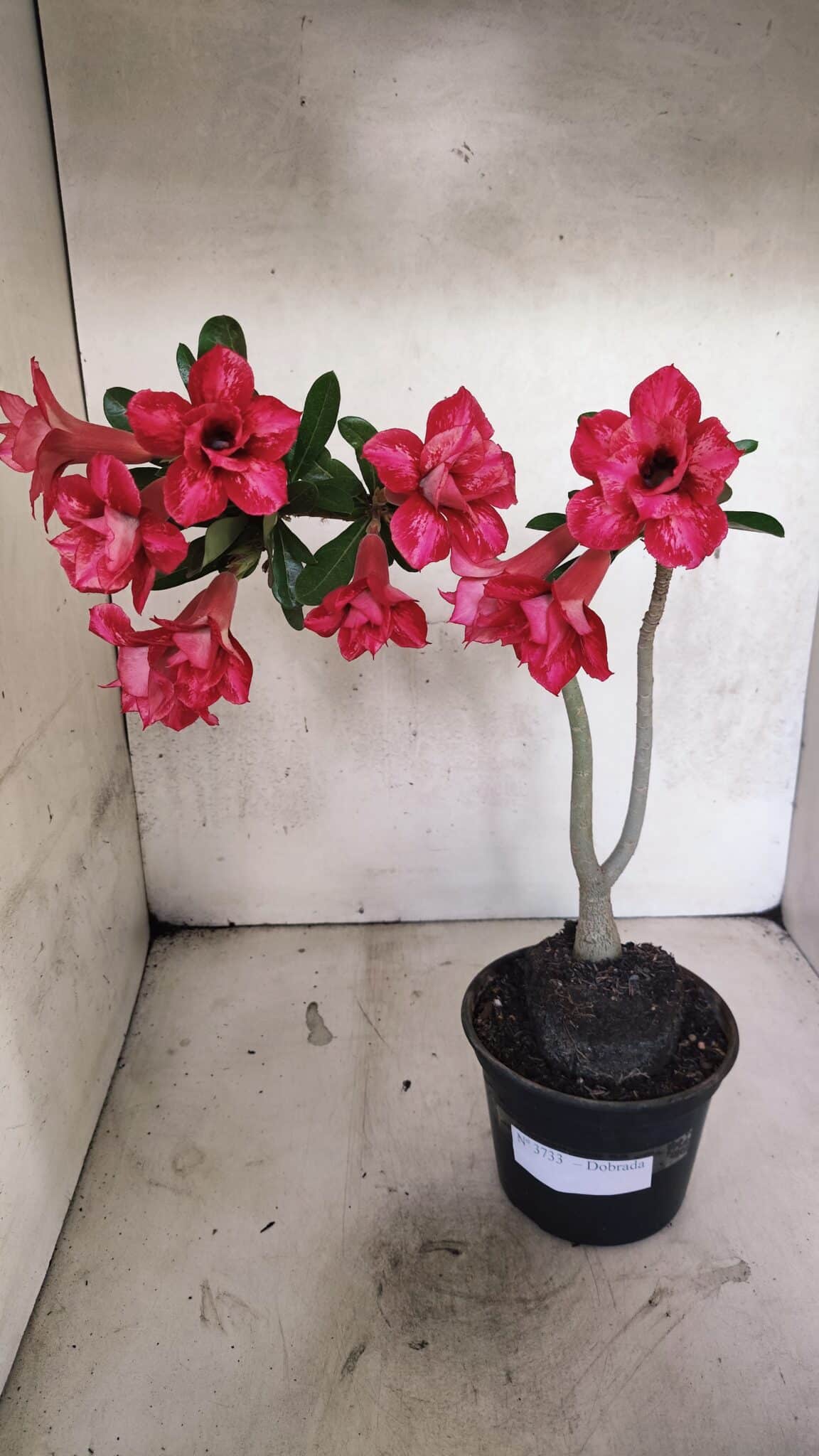 Planta Dobrada 3733 – 35cm – 03 anos - foto 2