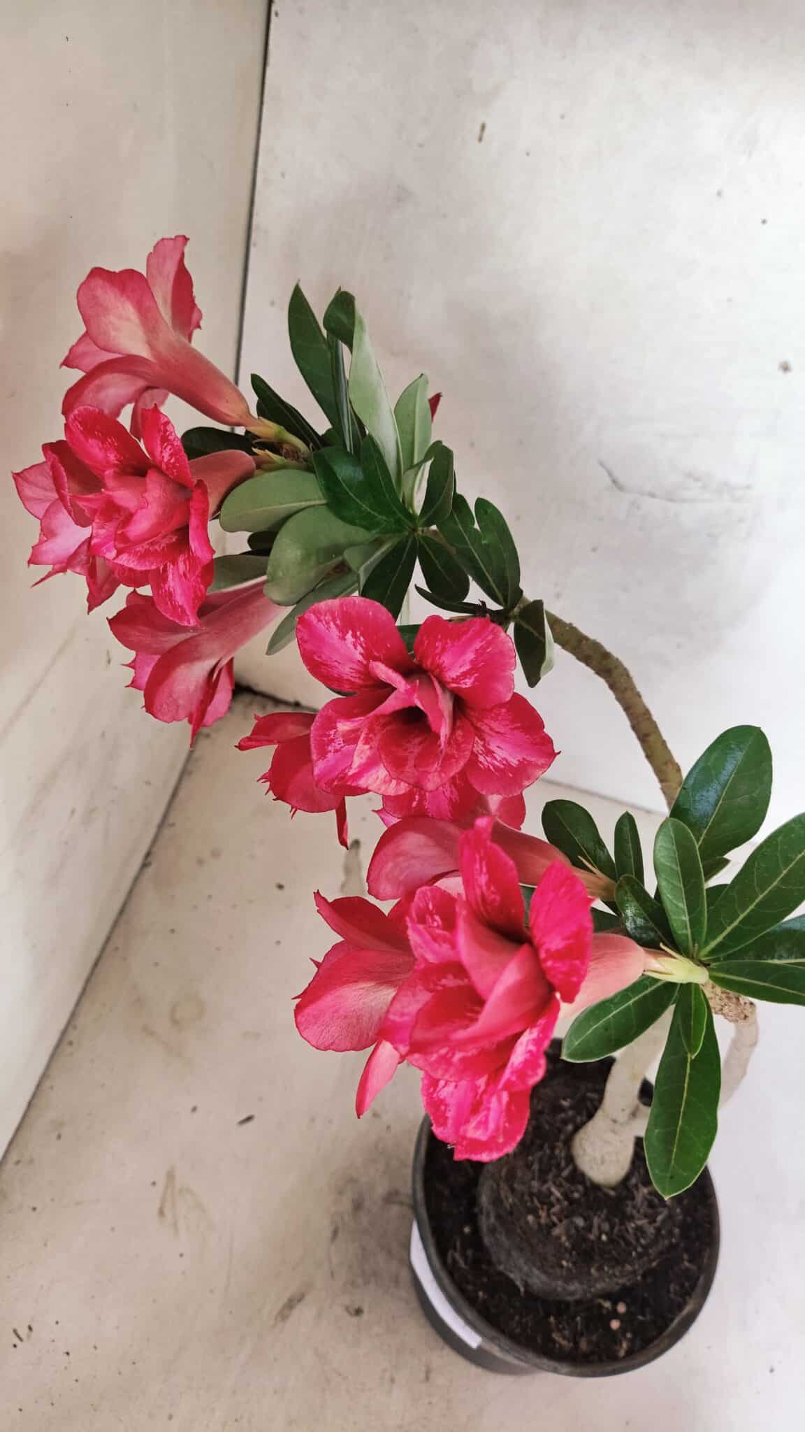 Planta Dobrada 3733 – 35cm – 03 anos - foto 5
