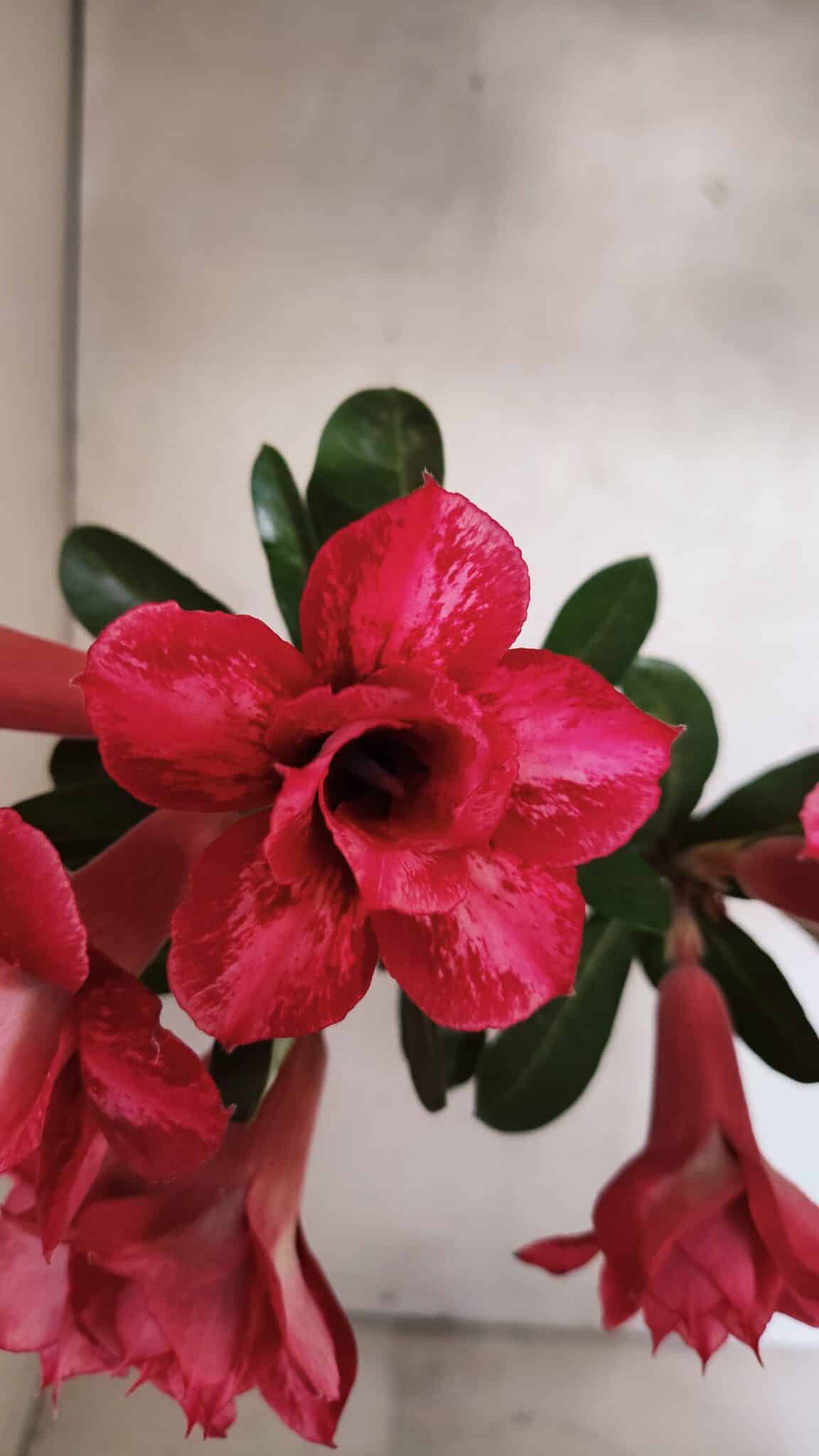 Planta Dobrada 3733 – 35cm – 03 anos - foto 3