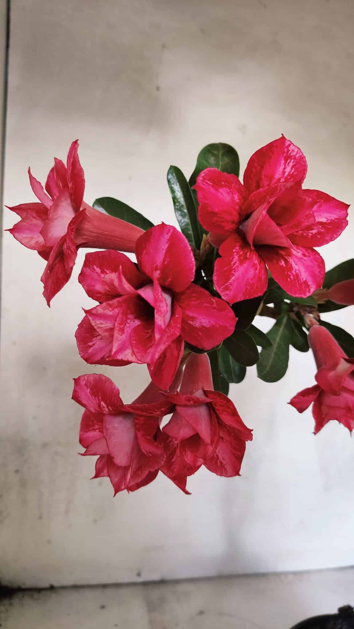 Planta Dobrada 3733 – 35cm – 03 anos - foto 4