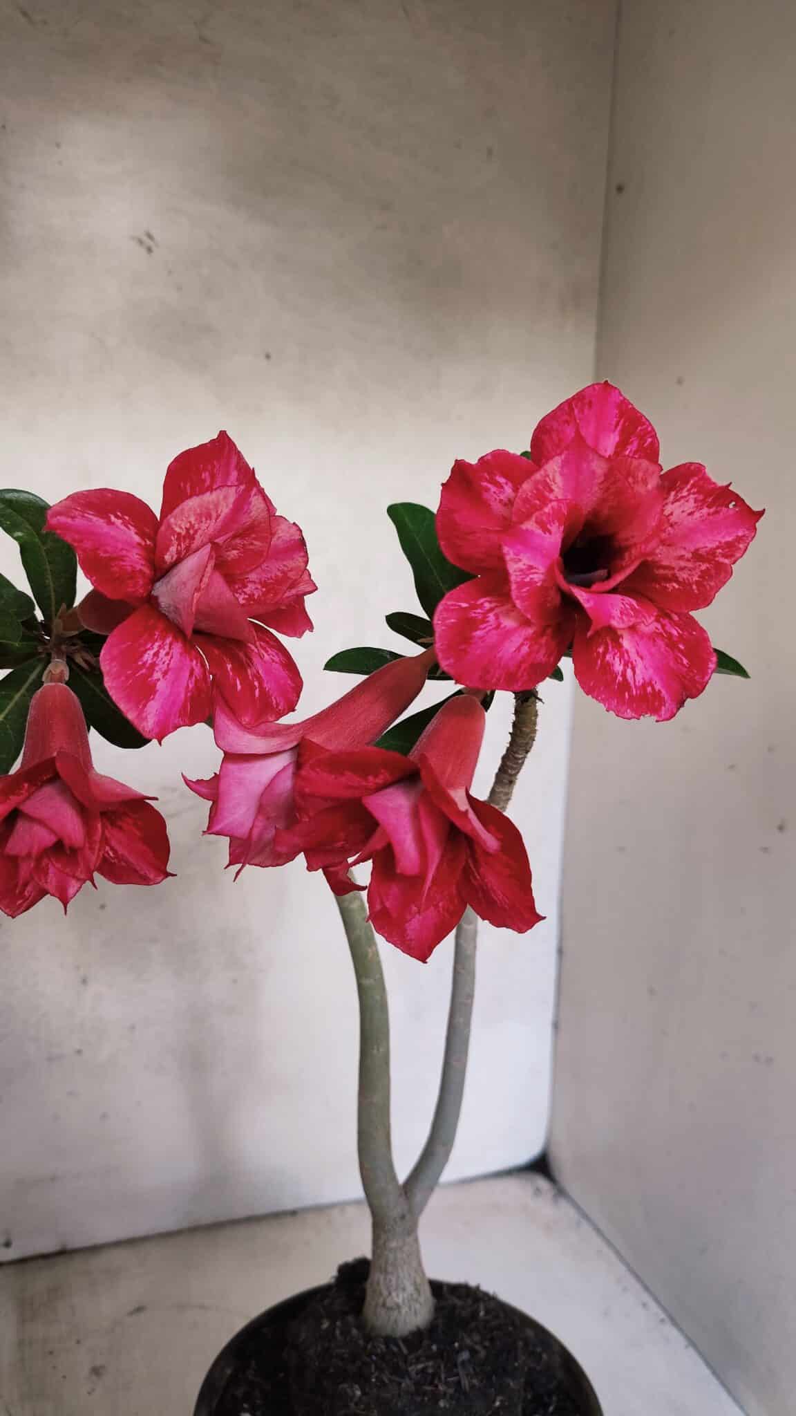 Planta Dobrada 3733 – 35cm – 03 anos - foto 11