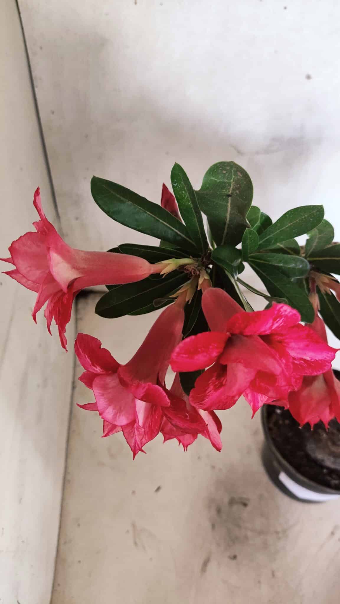 Planta Dobrada 3733 – 35cm – 03 anos - foto 10