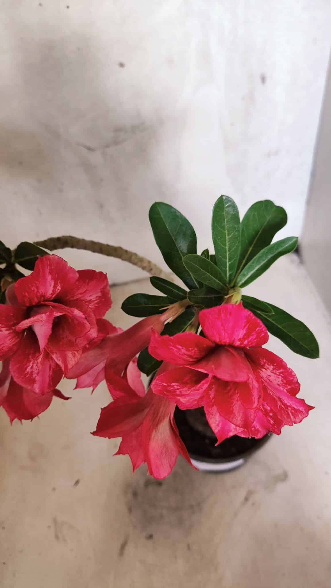 Planta Dobrada 3733 – 35cm – 03 anos - foto 6