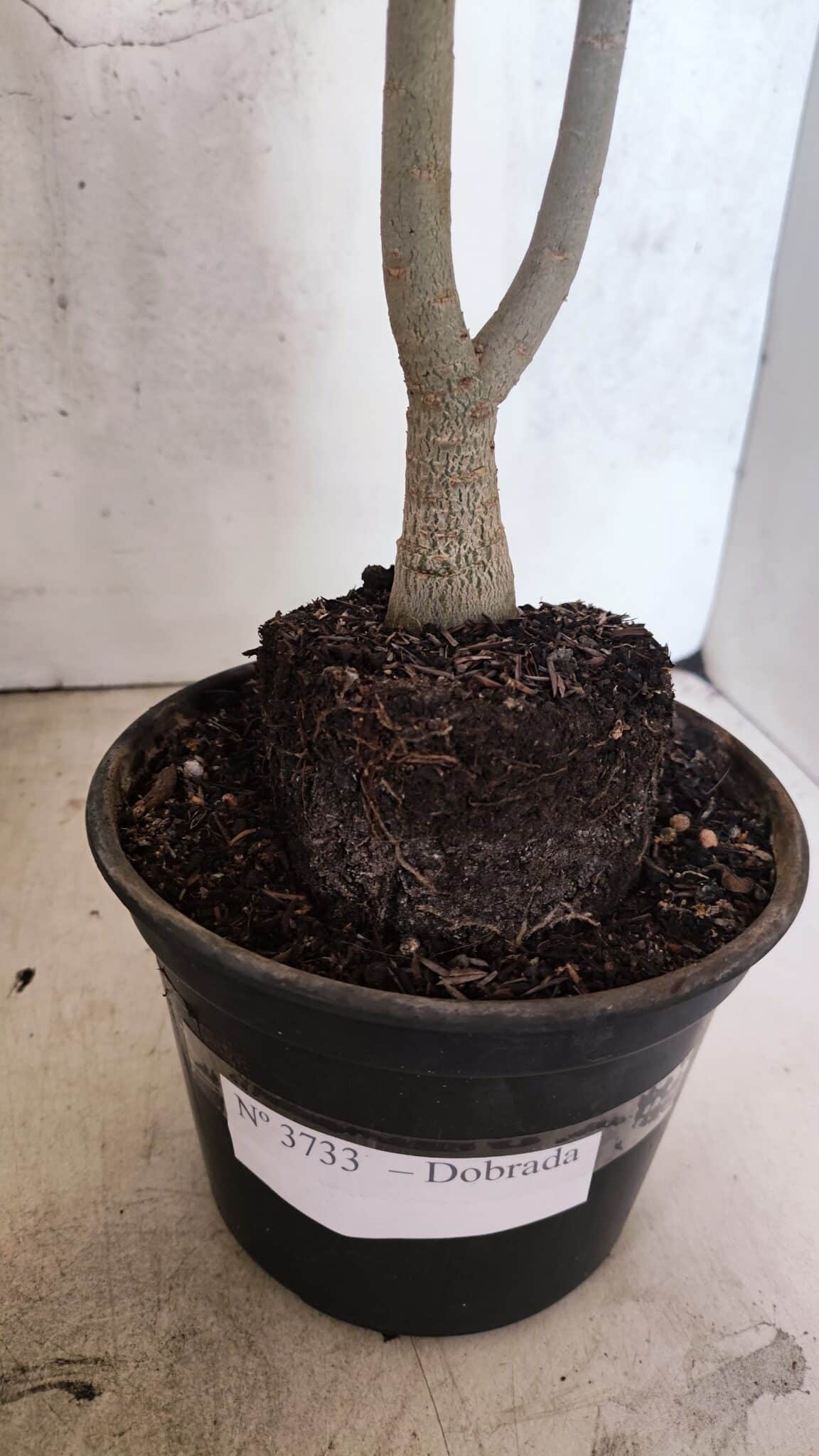 Planta Dobrada 3733 – 35cm – 03 anos - foto 9