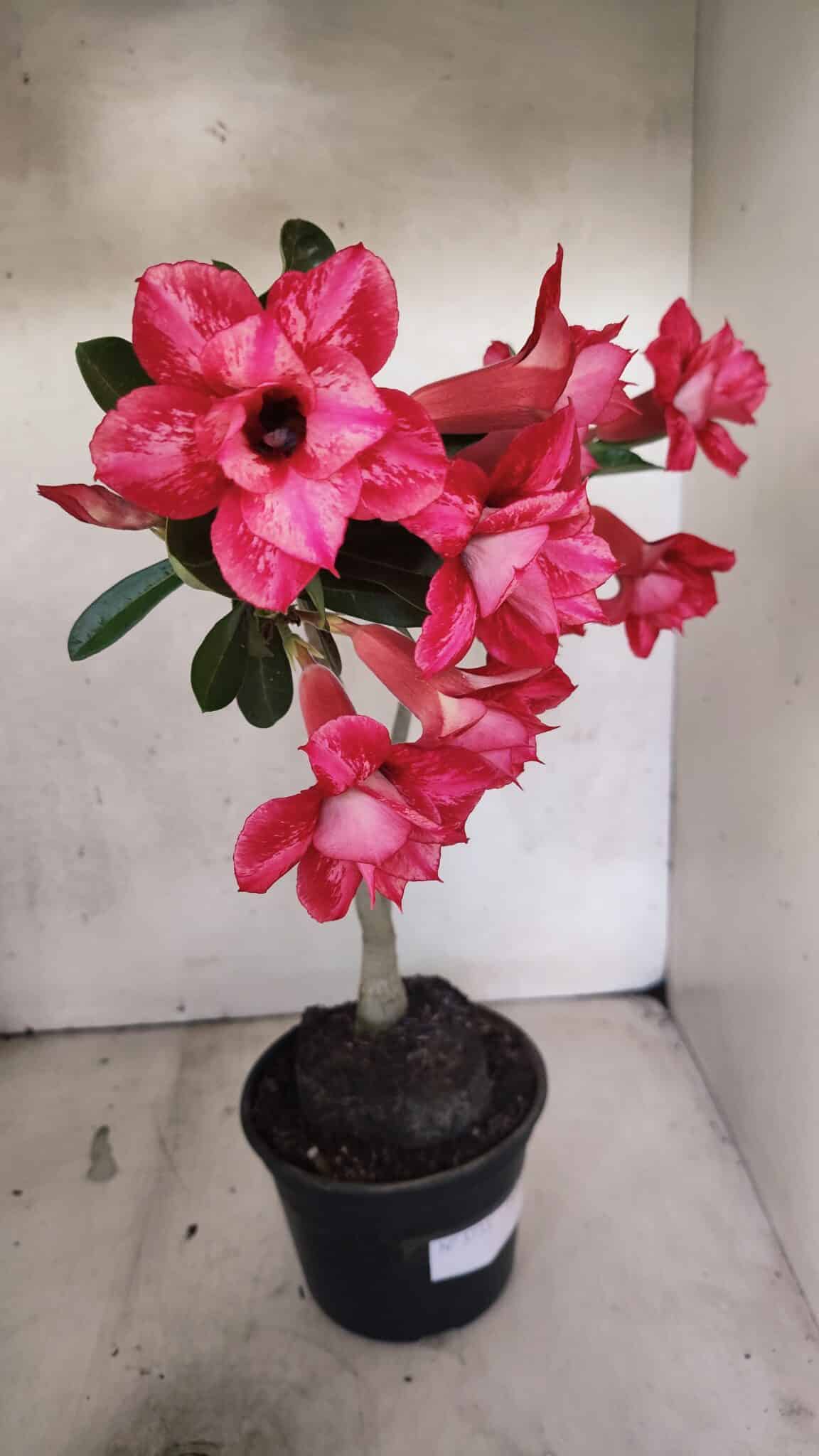 Planta Dobrada 3733 – 35cm – 03 anos - foto 8
