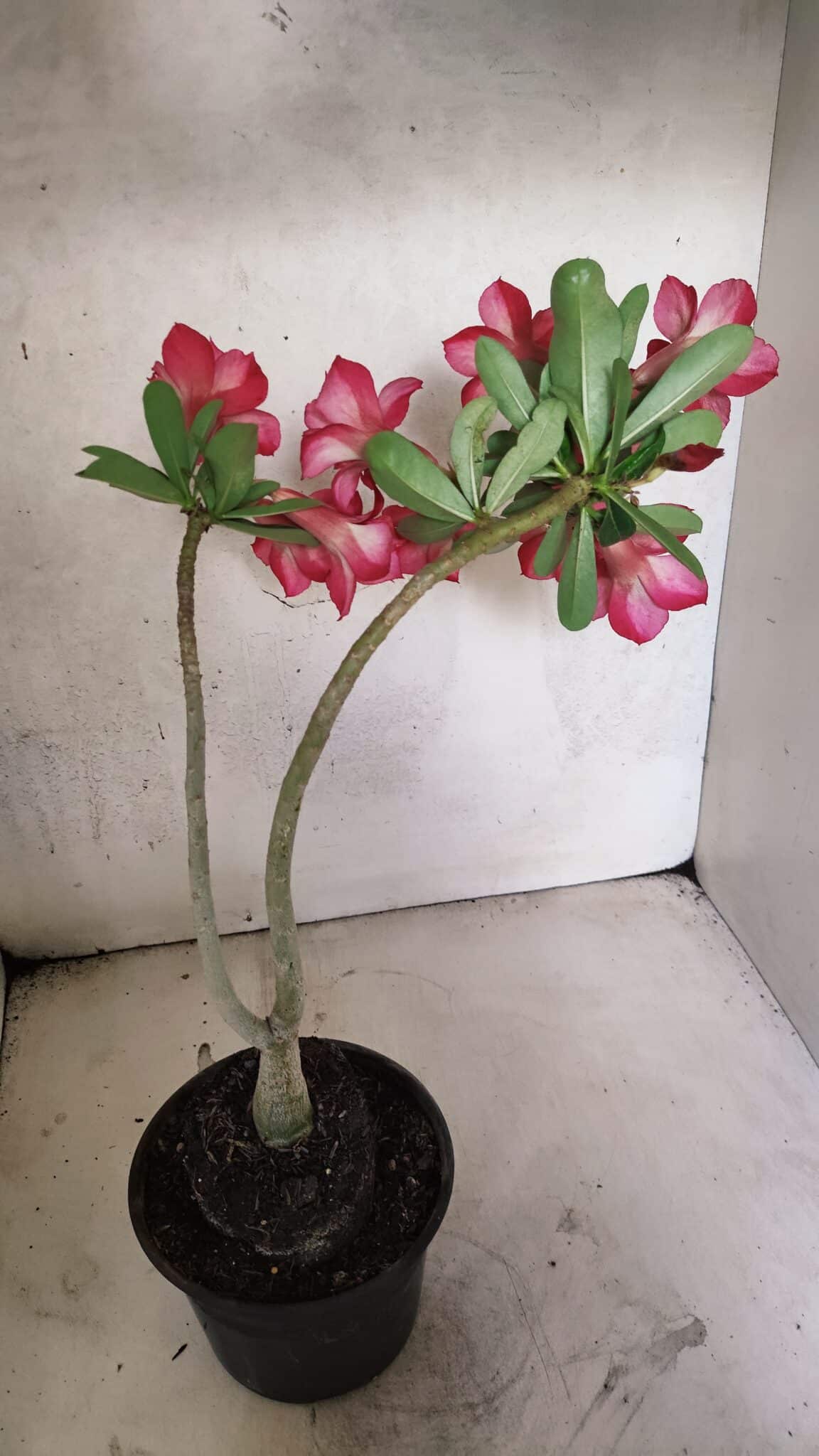 Planta Dobrada 3733 – 35cm – 03 anos - foto 7