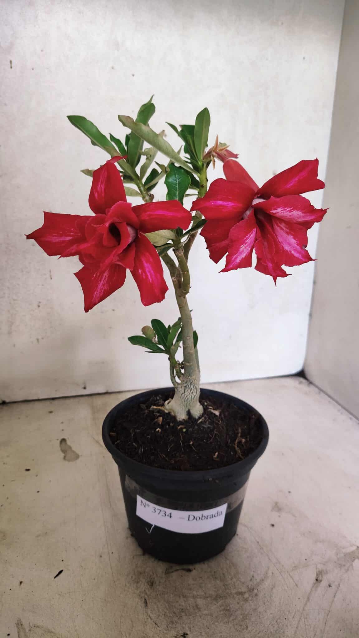 Planta Dobrada 3734 – 30cm – 01 ano - foto 2