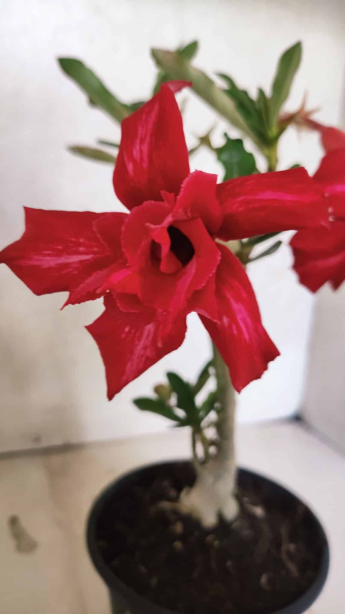 Planta Dobrada 3734 – 30cm – 01 ano - foto 3