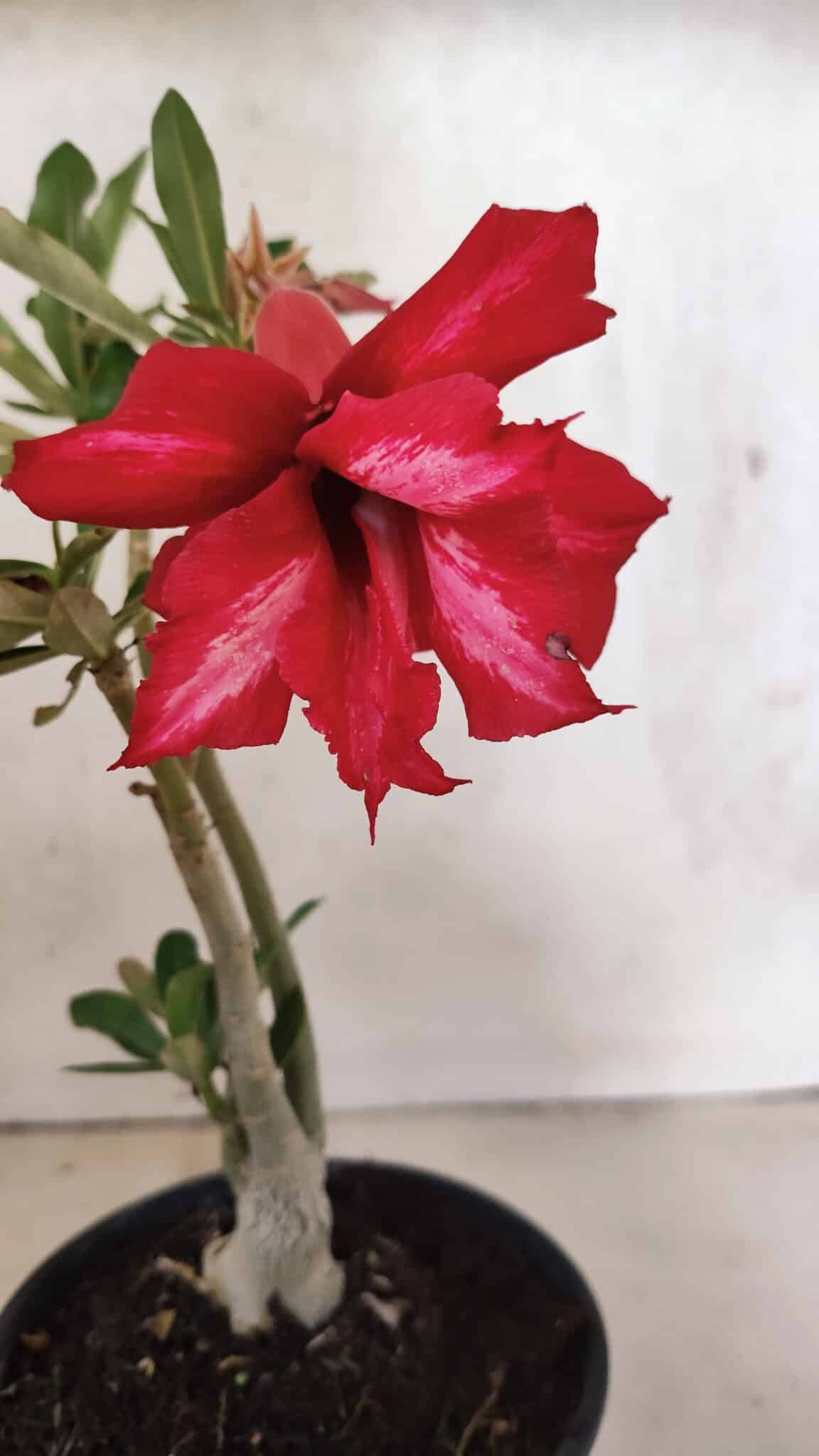 Planta Dobrada 3734 – 30cm – 01 ano - foto 4
