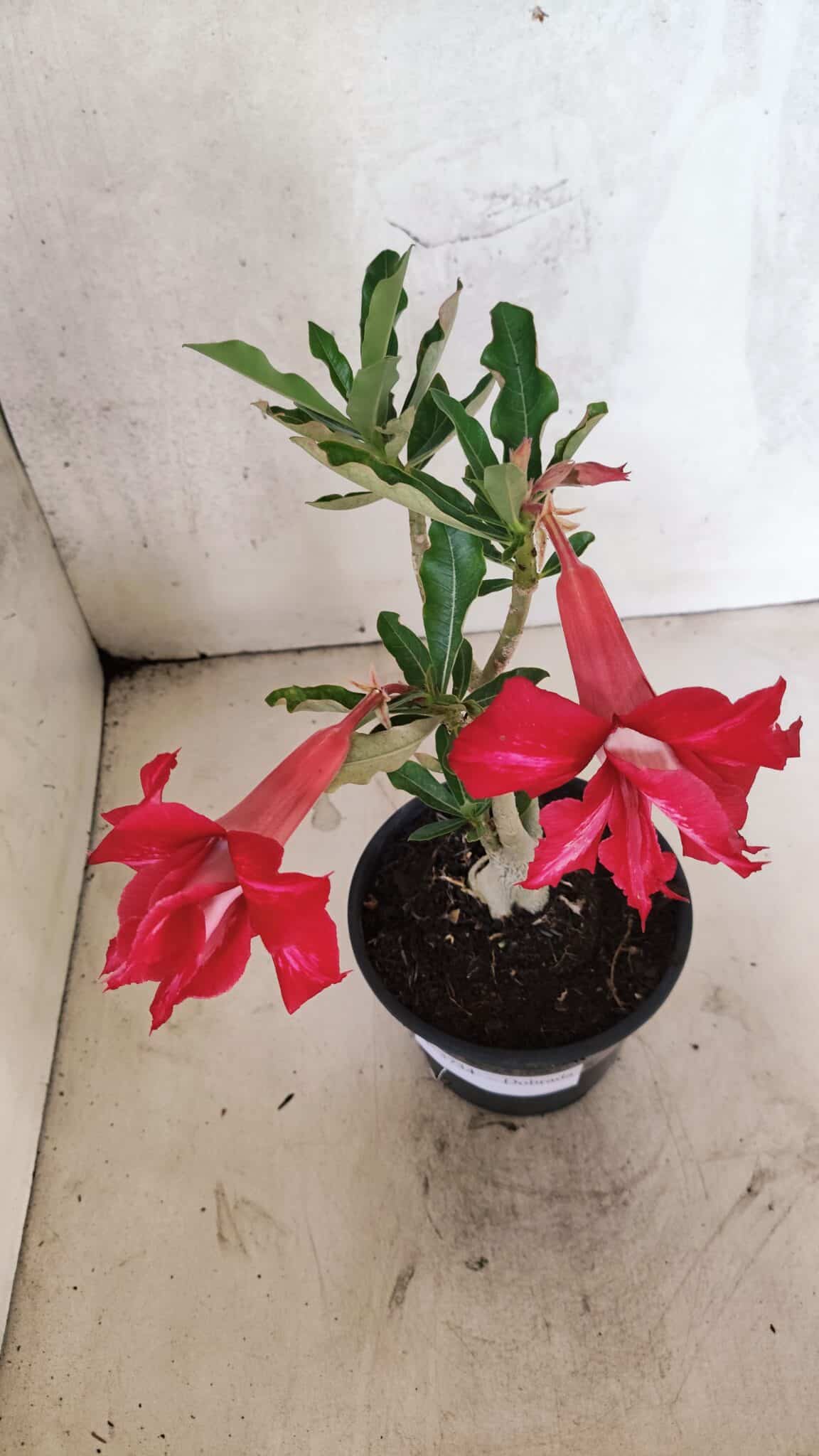 Planta Dobrada 3734 – 30cm – 01 ano - foto 8