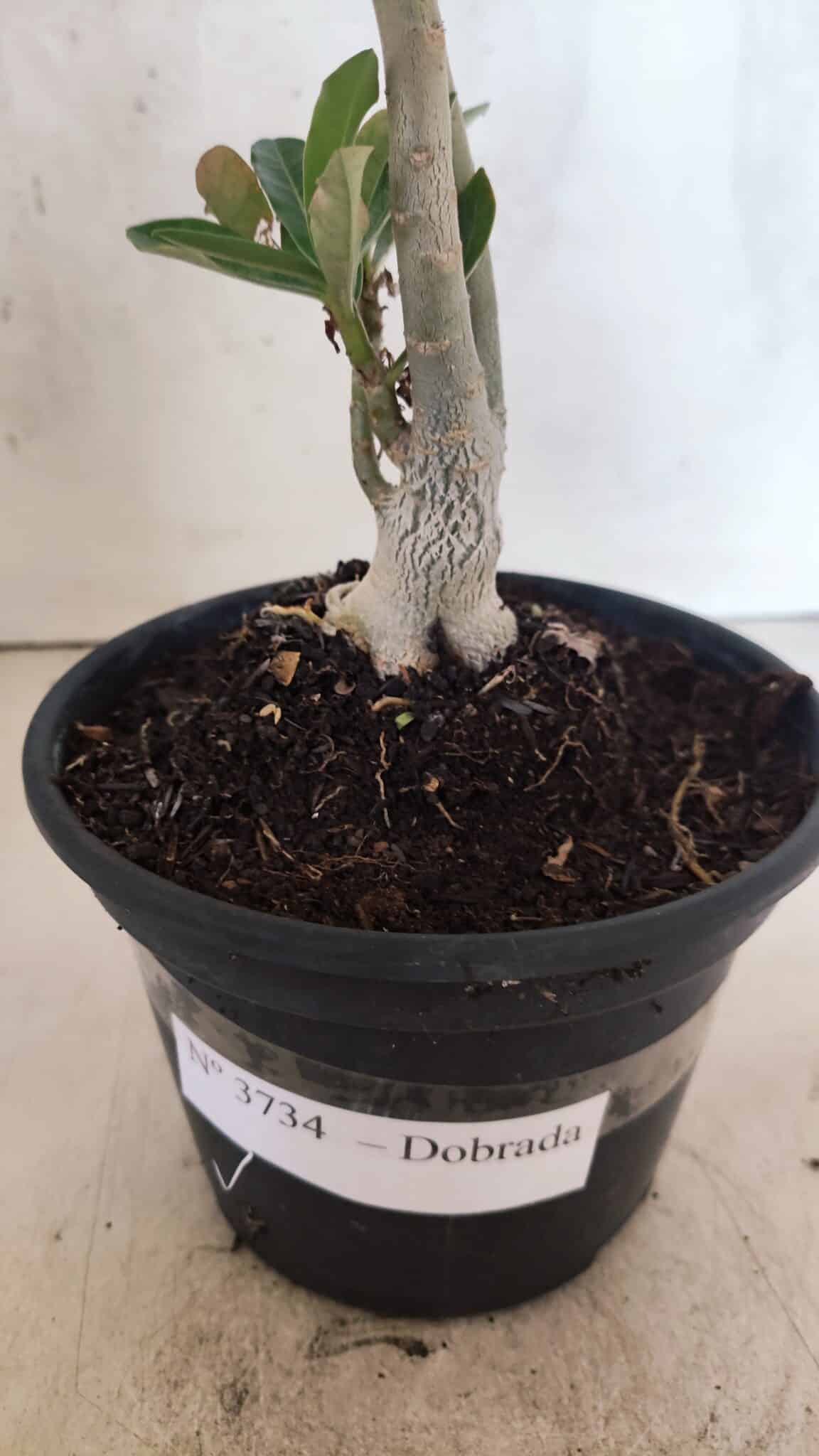 Planta Dobrada 3734 – 30cm – 01 ano - foto 7