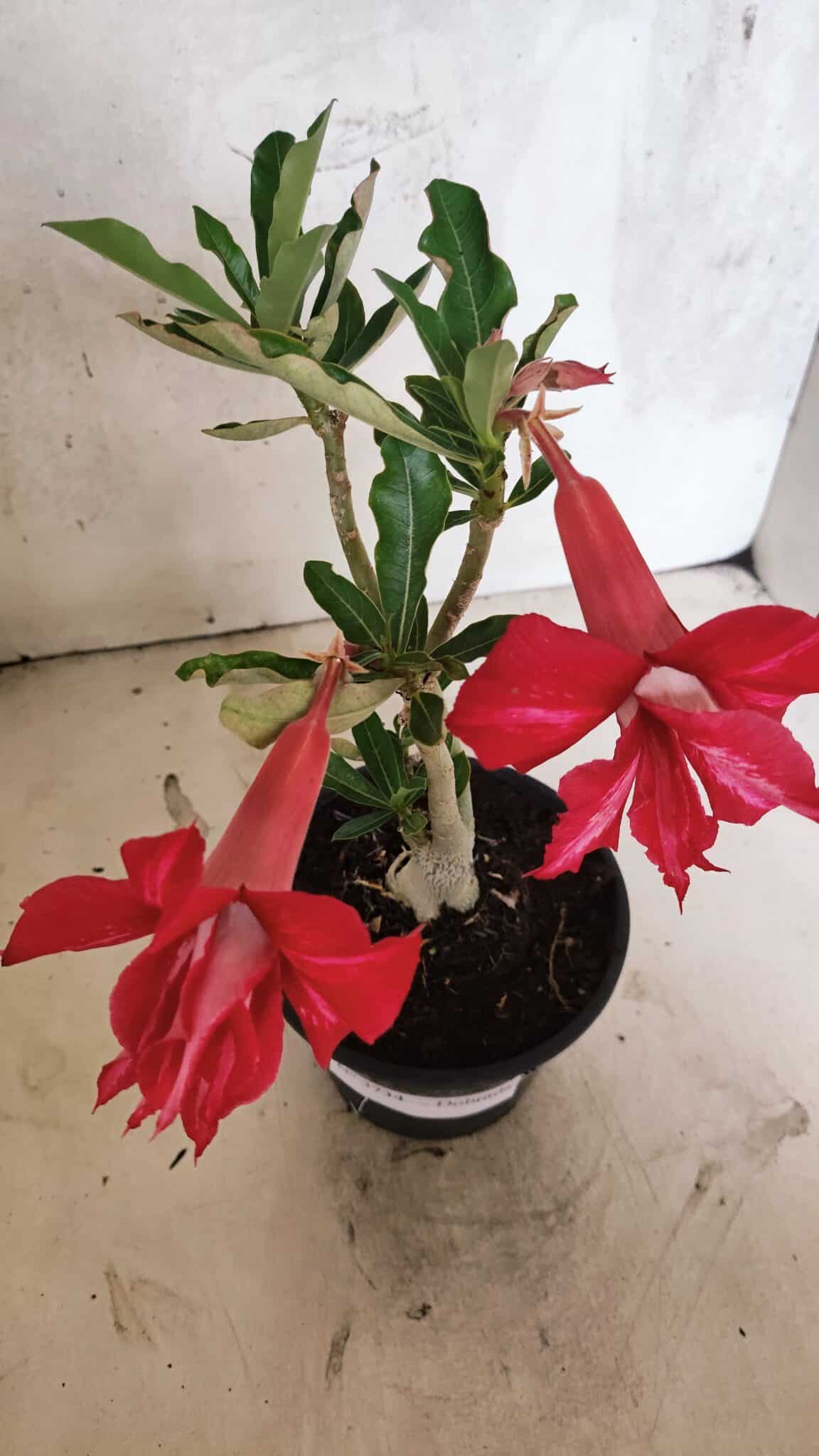 Planta Dobrada 3734 – 30cm – 01 ano - foto 6