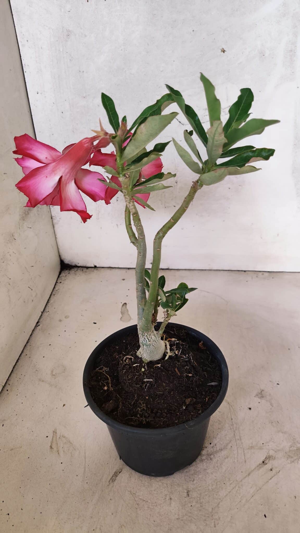 Planta Dobrada 3734 – 30cm – 01 ano - foto 5