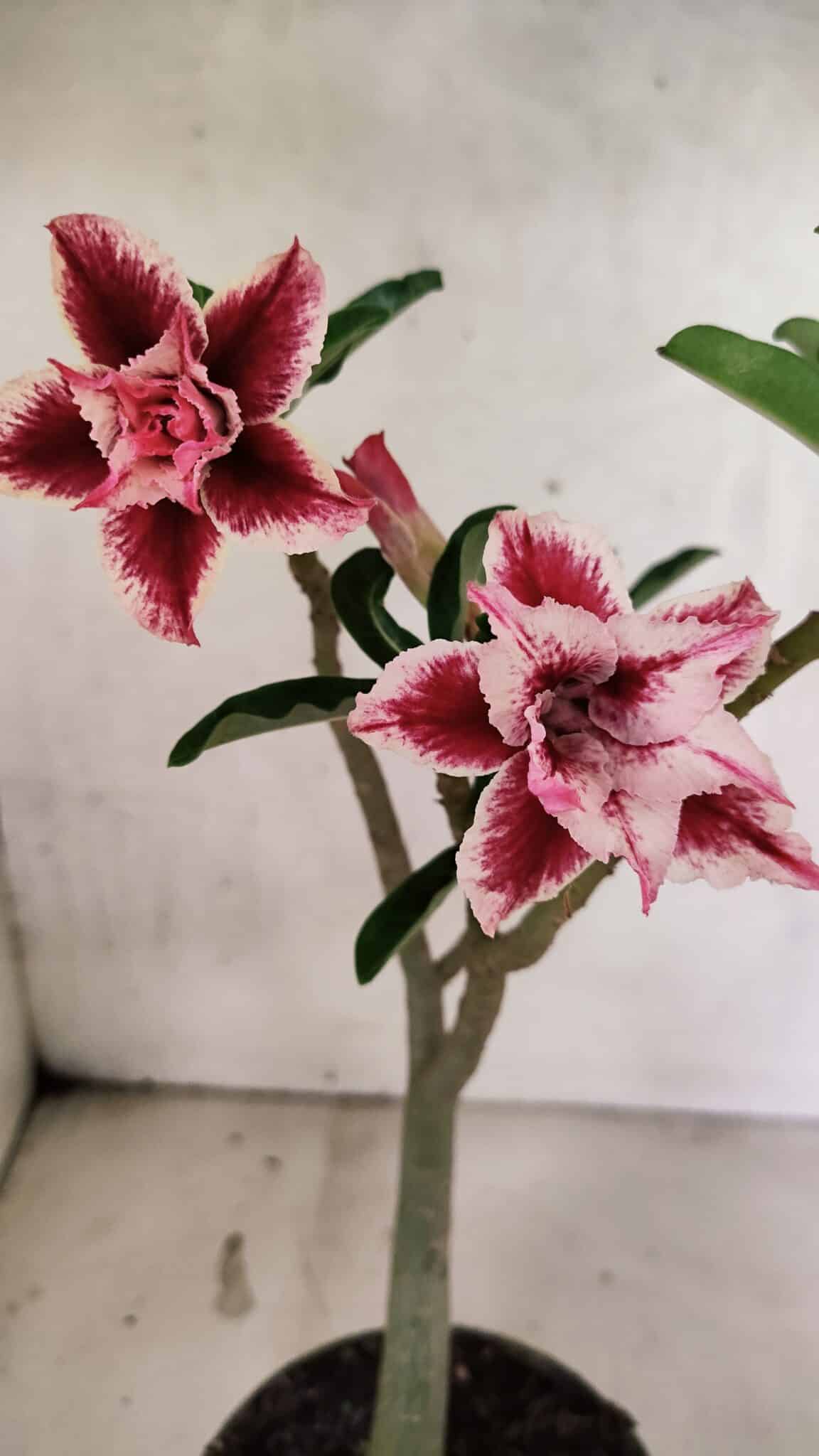 Planta Dobrada 3735 – 30cm – 02 anos - foto 2