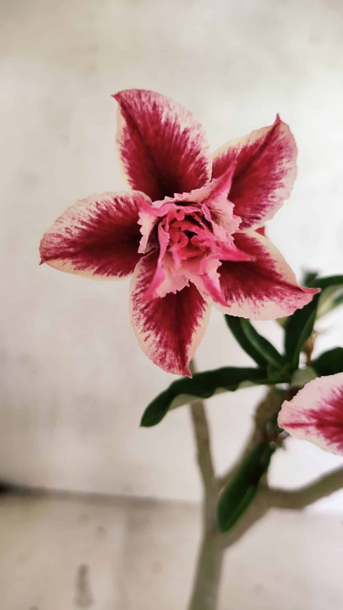Planta Dobrada 3735 – 30cm – 02 anos - foto 3