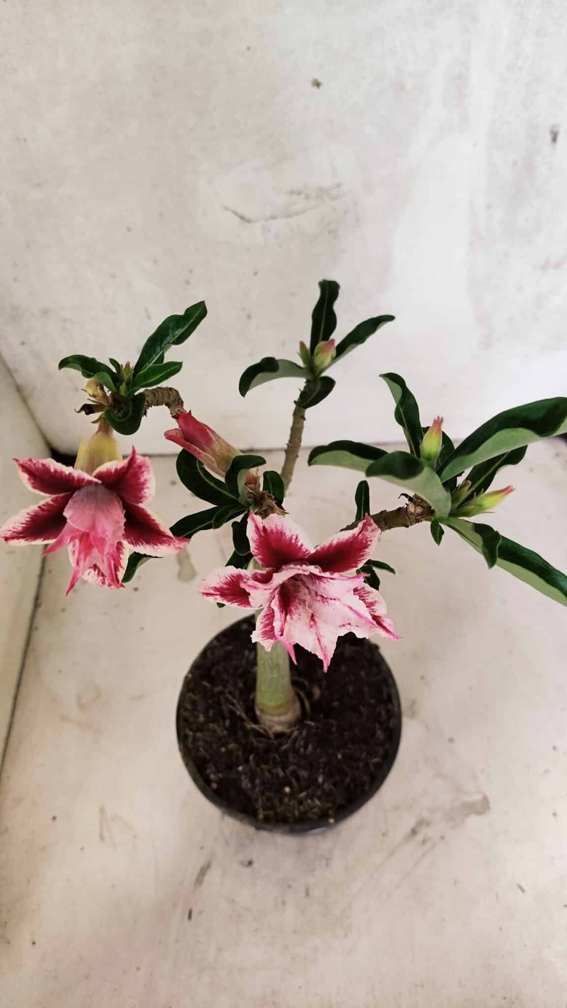 Planta Dobrada 3735 – 30cm – 02 anos - foto 5