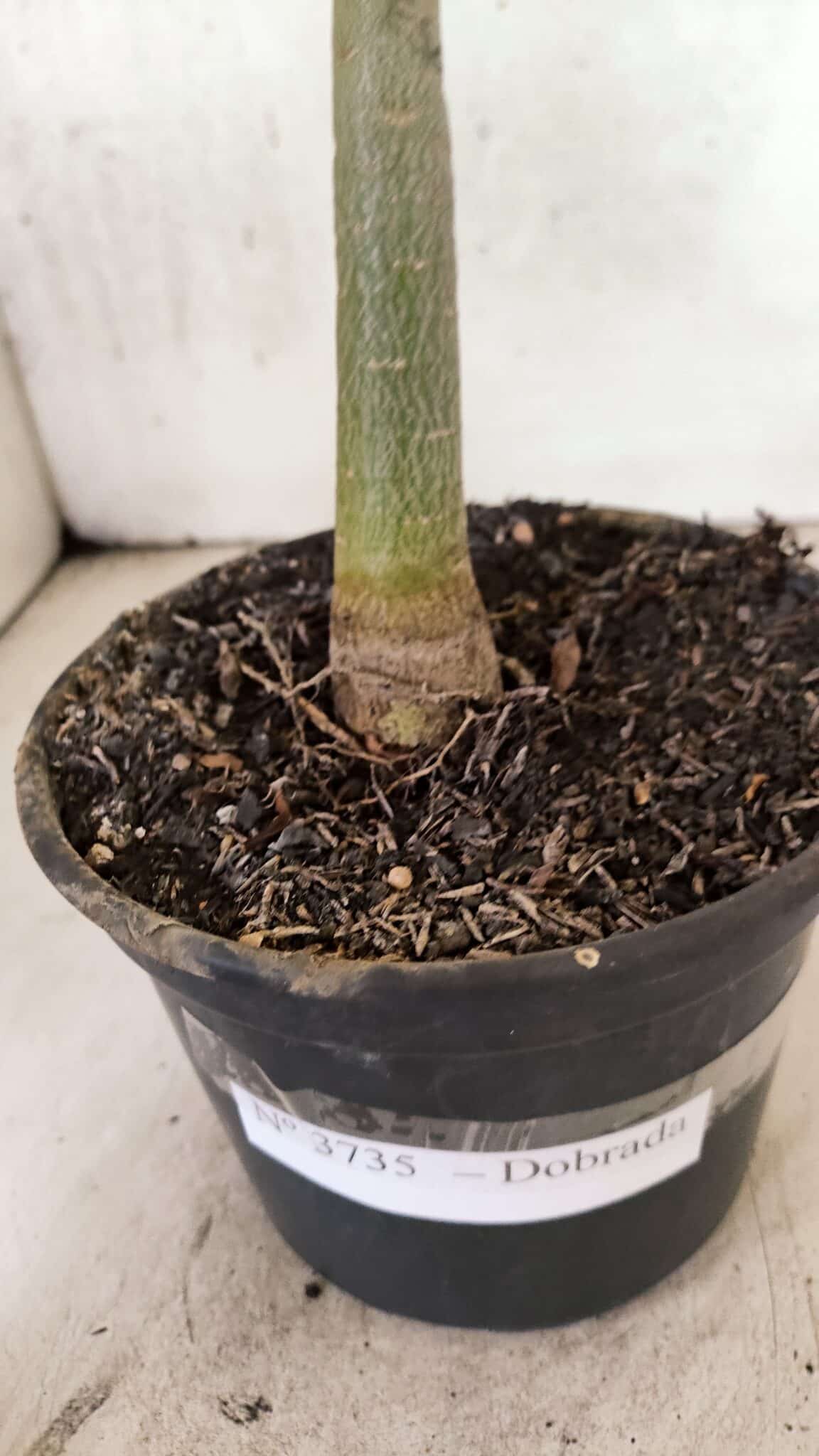 Planta Dobrada 3735 – 30cm – 02 anos - foto 4