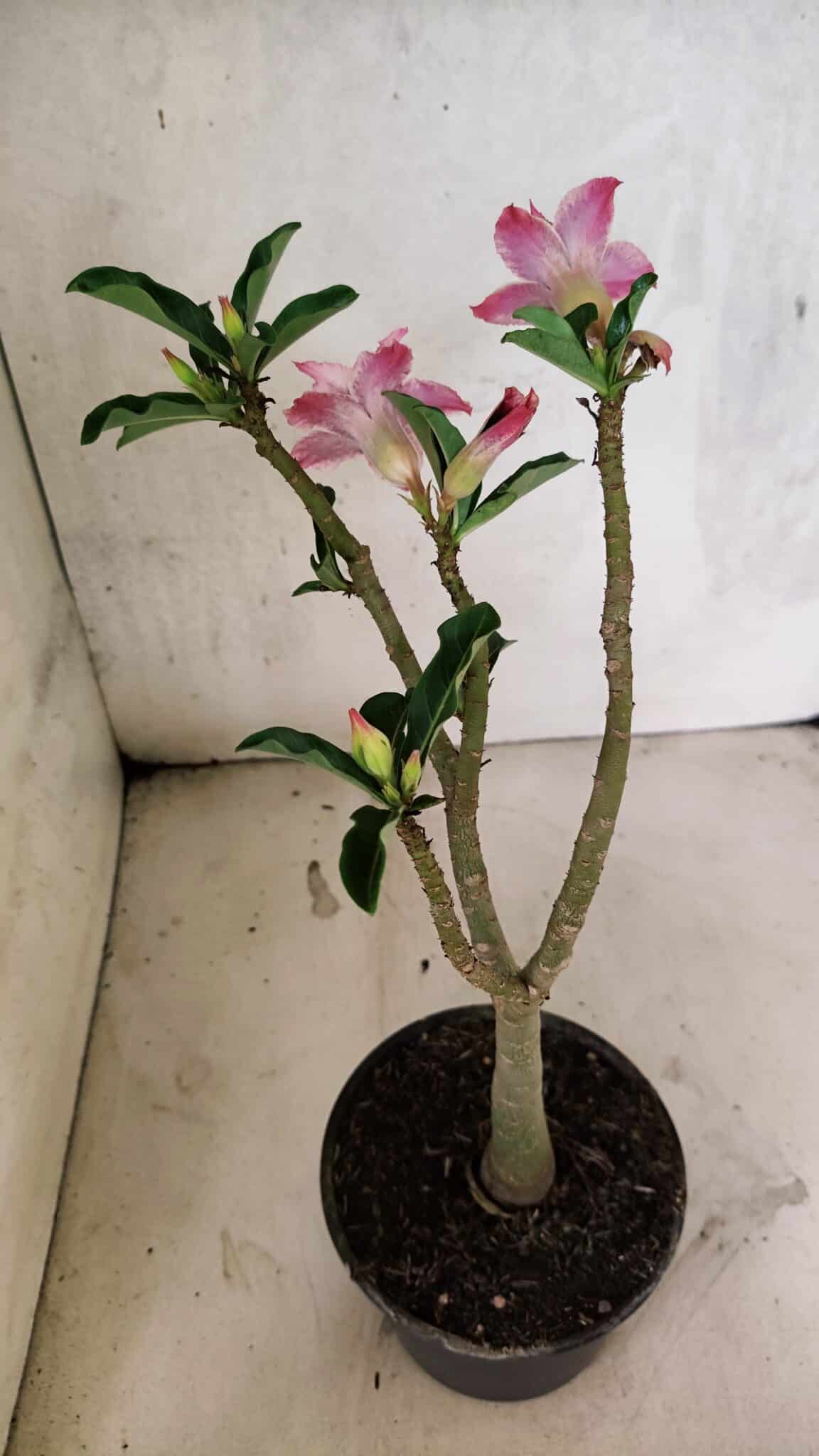 Planta Dobrada 3735 – 30cm – 02 anos - foto 7