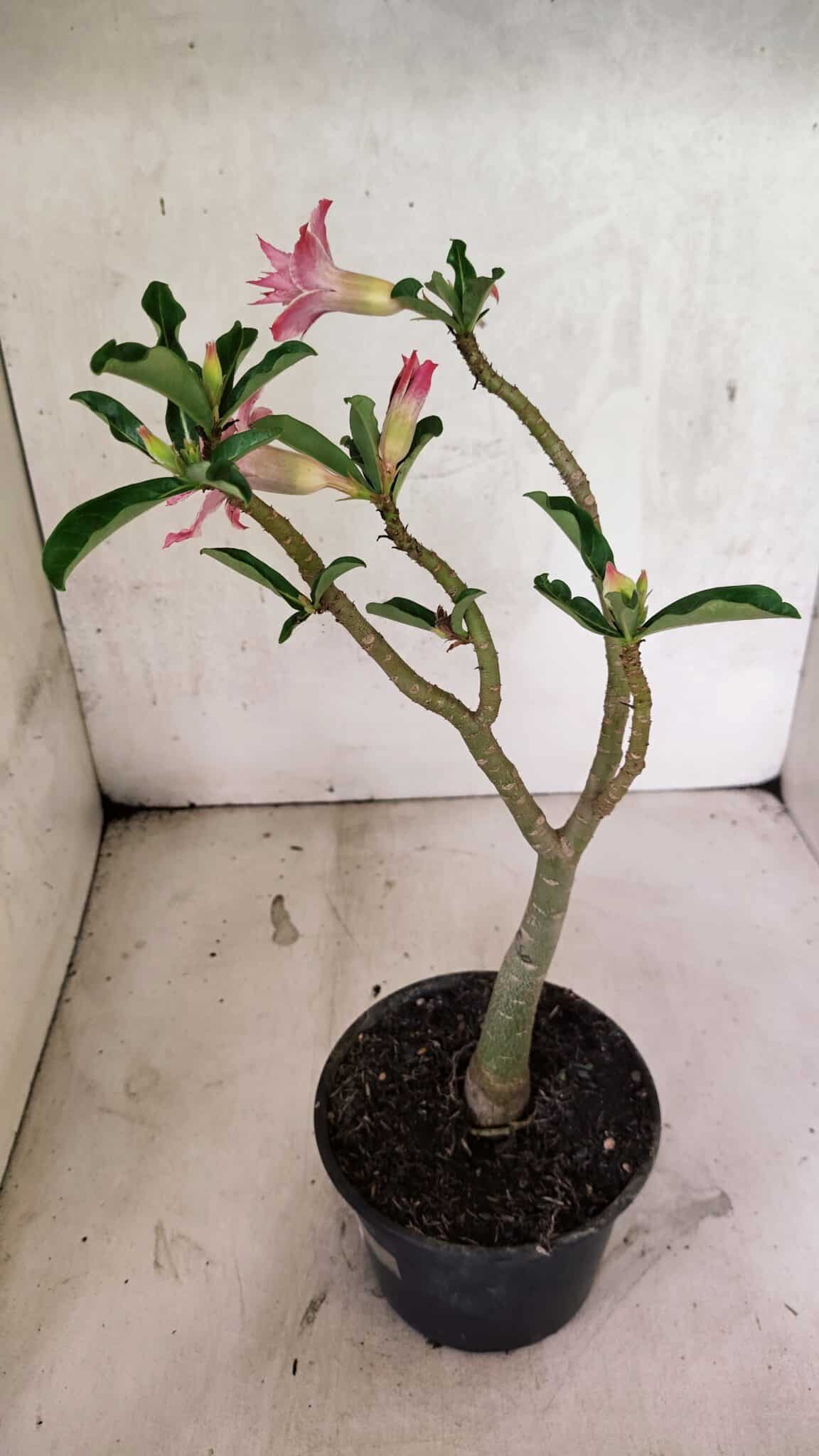 Planta Dobrada 3735 – 30cm – 02 anos - foto 6