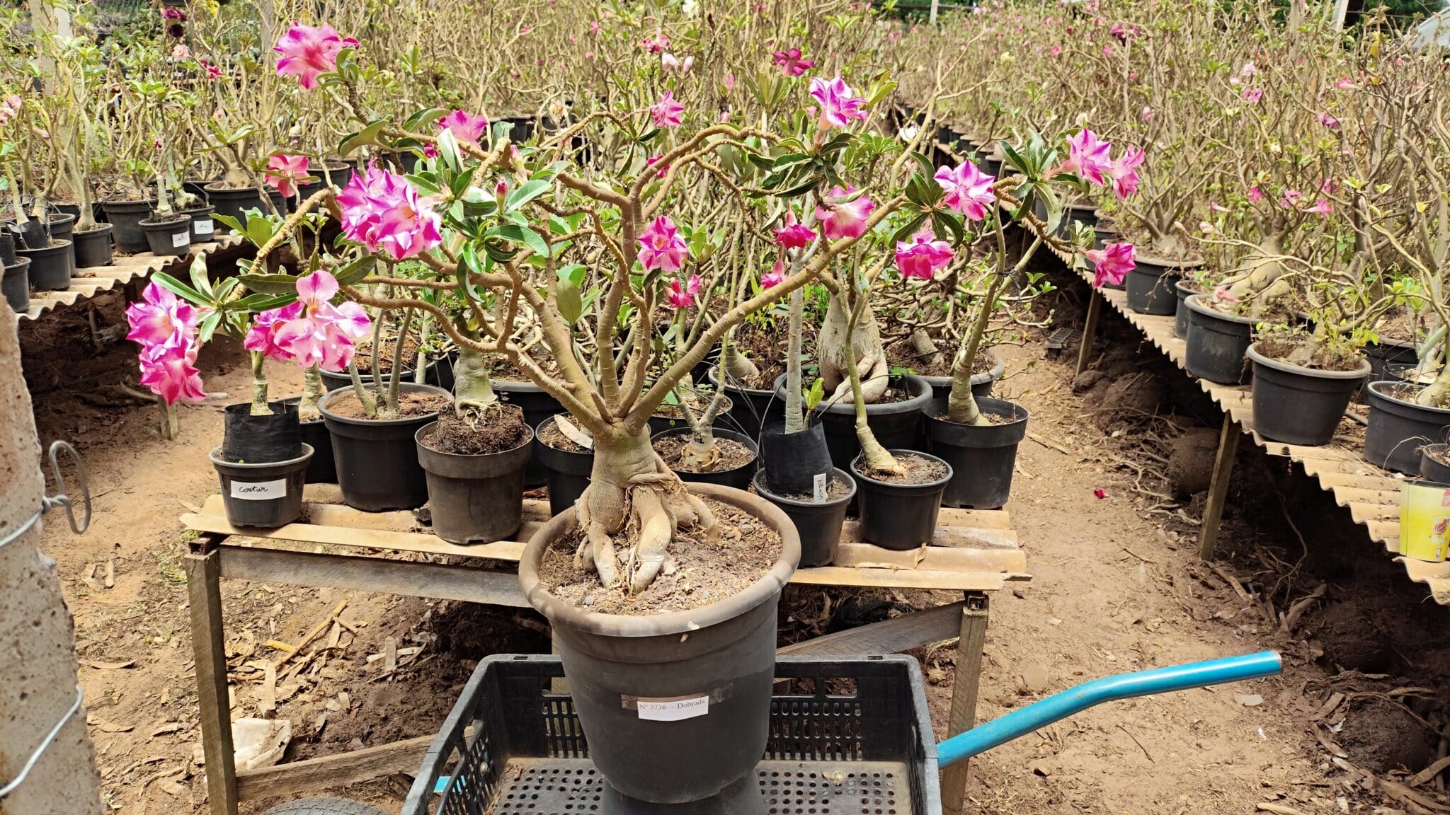 Planta Dobrada 3736 – 70cm – 06 anos - foto 2