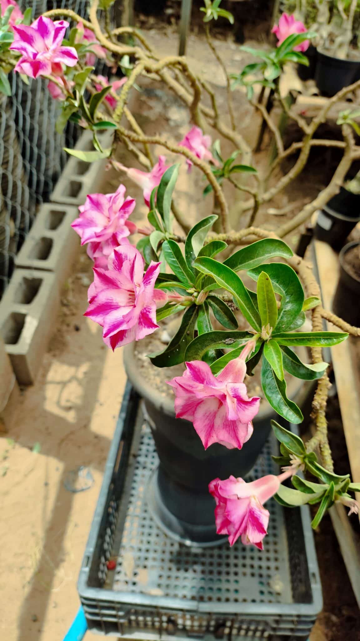 Planta Dobrada 3736 – 70cm – 06 anos - foto 6