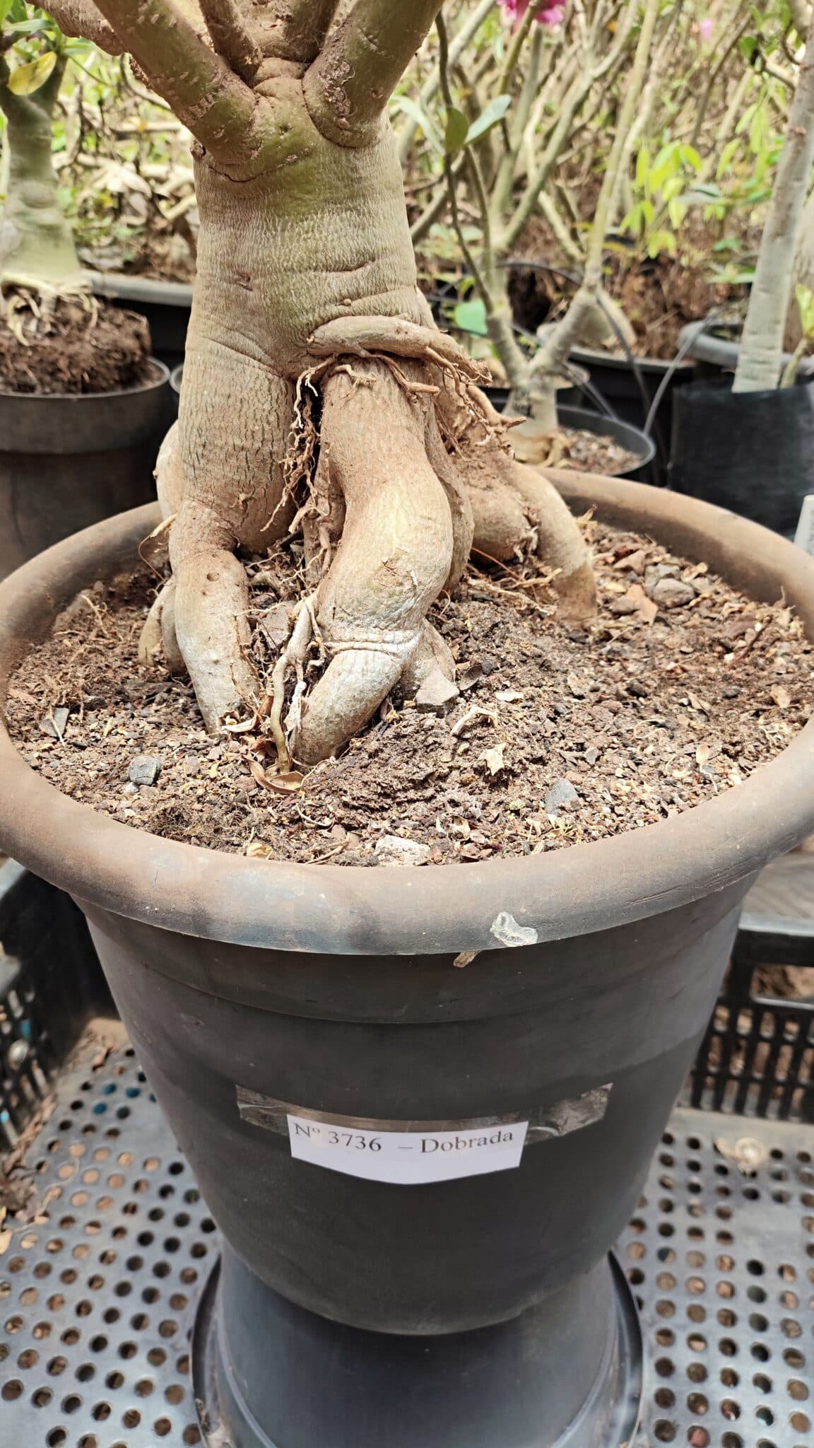 Planta Dobrada 3736 – 70cm – 06 anos - foto 11