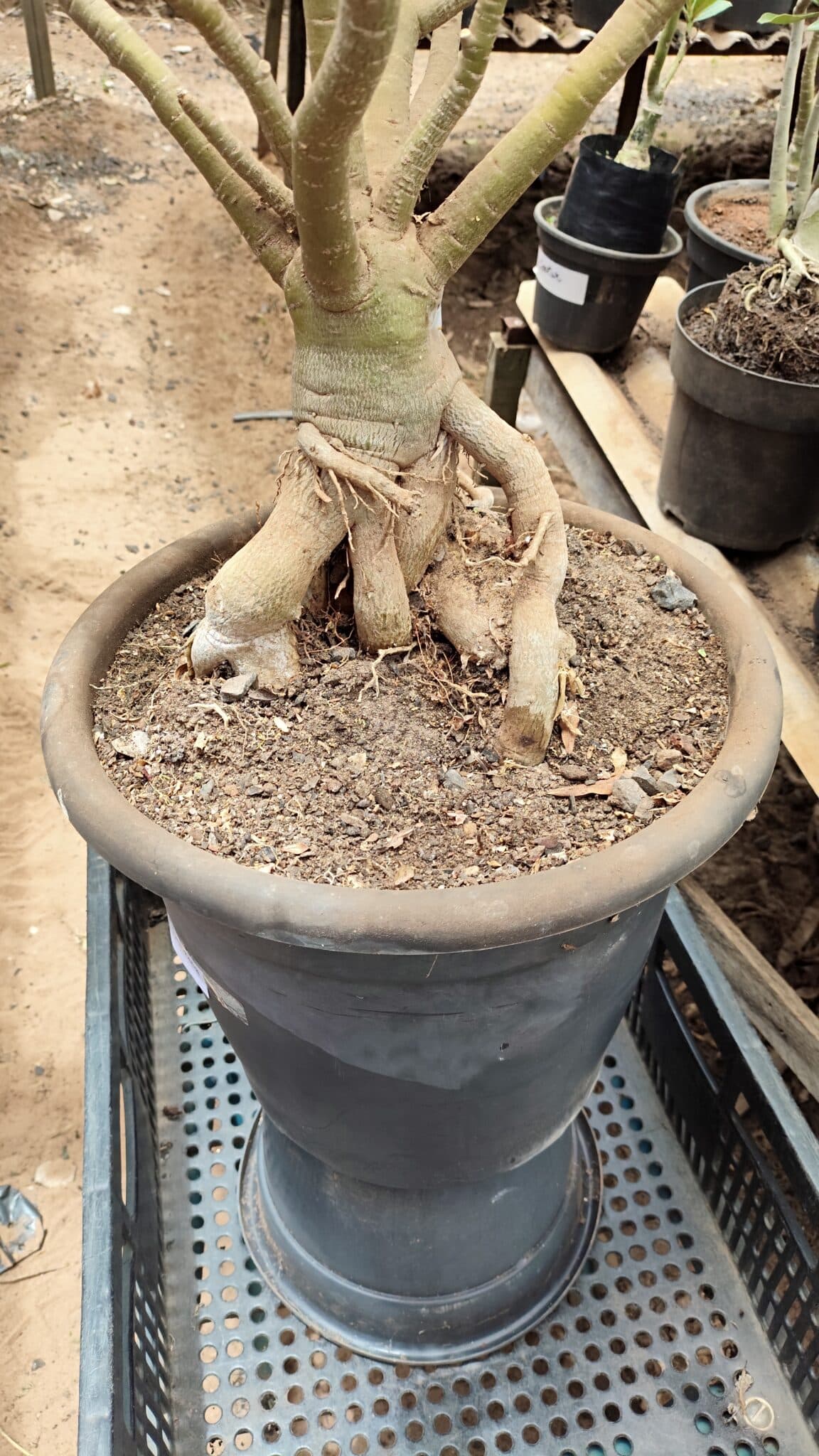 Planta Dobrada 3736 – 70cm – 06 anos - foto 5