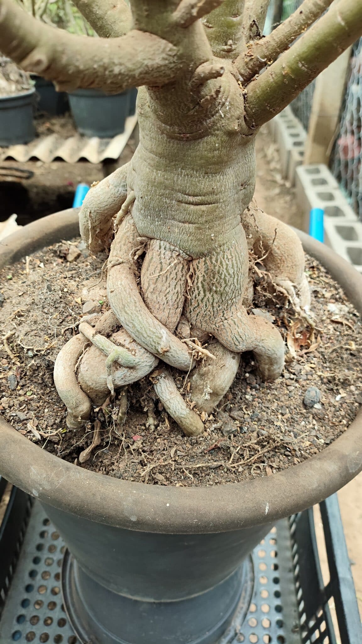 Planta Dobrada 3736 – 70cm – 06 anos - foto 7