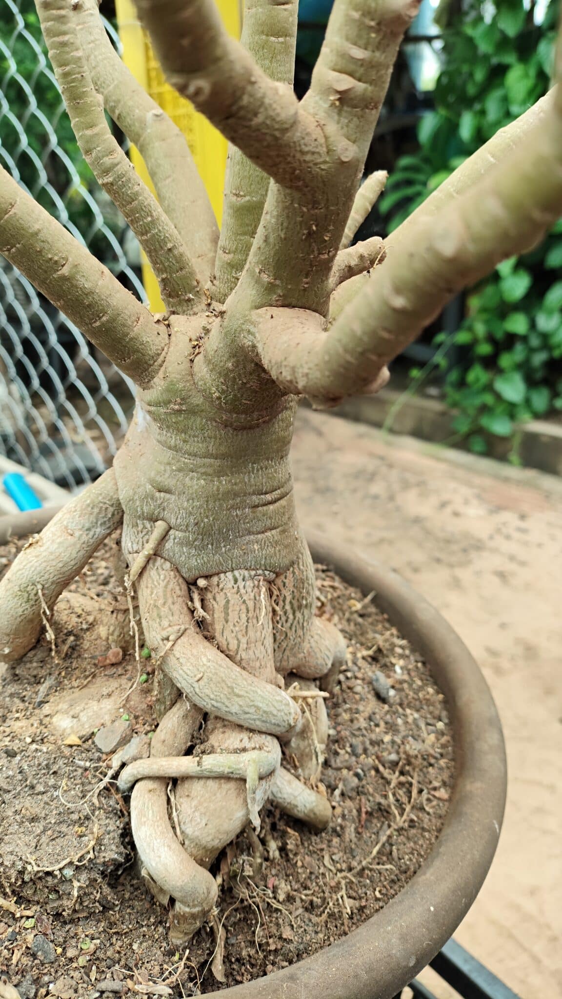 Planta Dobrada 3736 – 70cm – 06 anos - foto 10