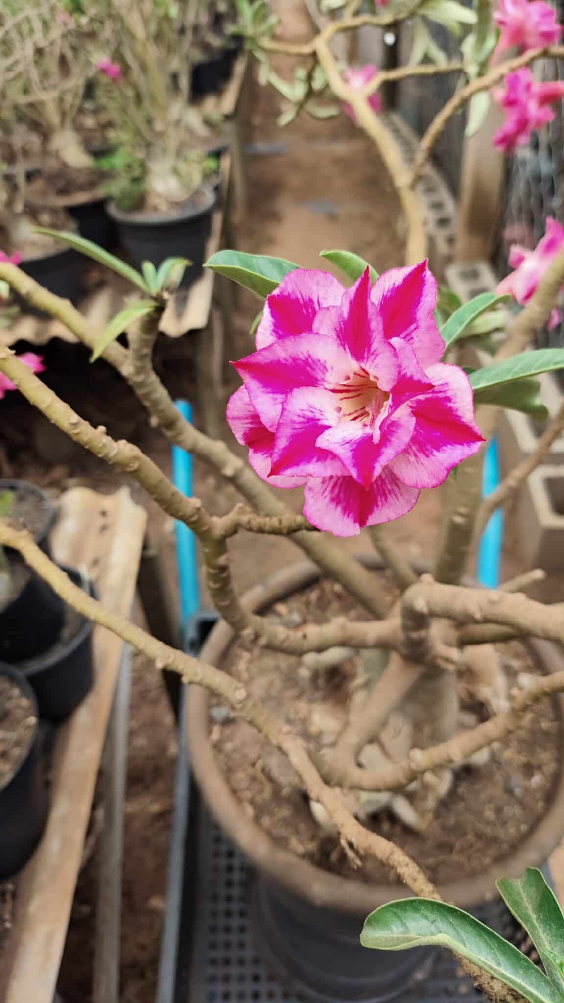 Planta Dobrada 3736 – 70cm – 06 anos - foto 4
