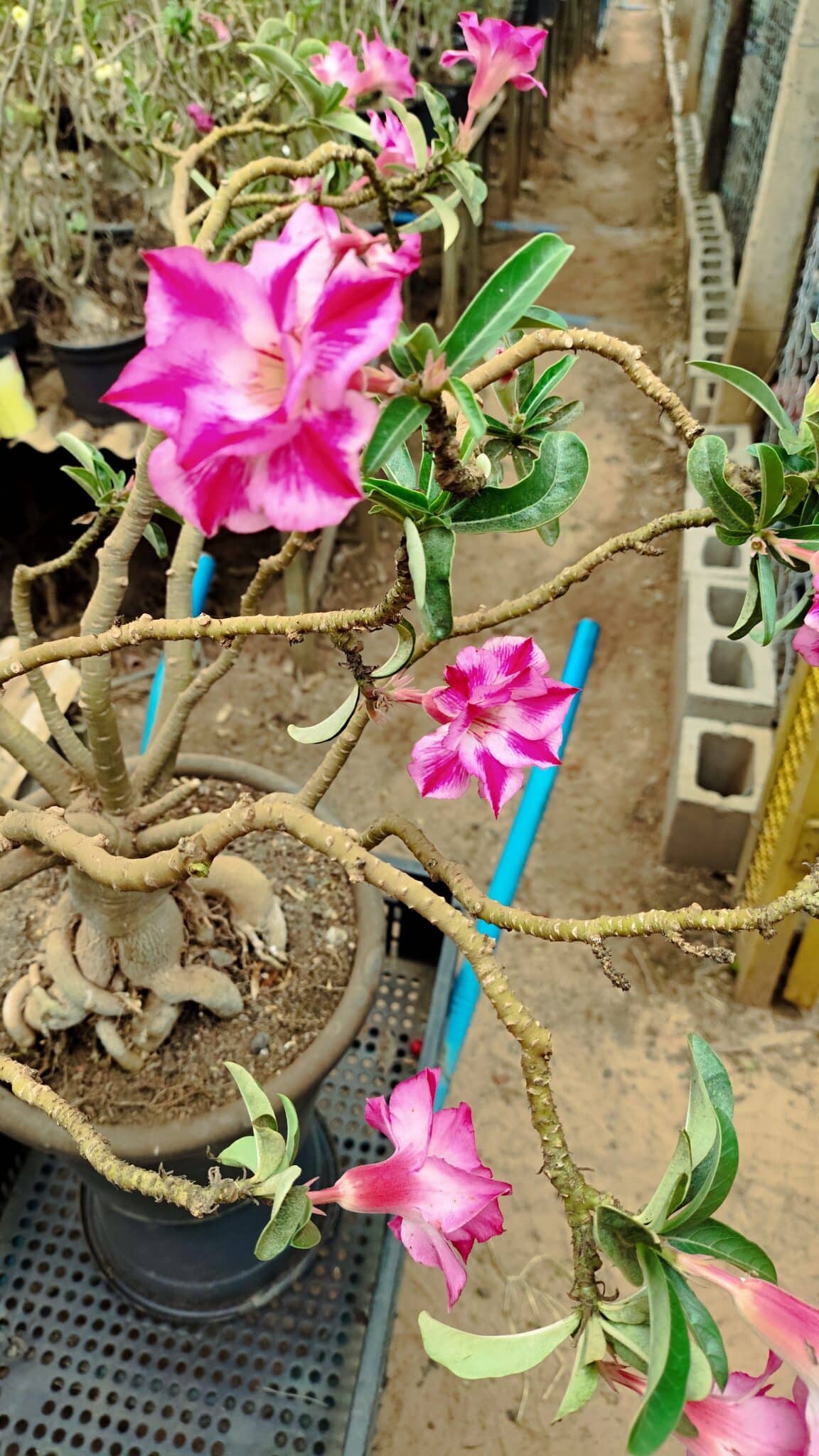 Planta Dobrada 3736 – 70cm – 06 anos - foto 9