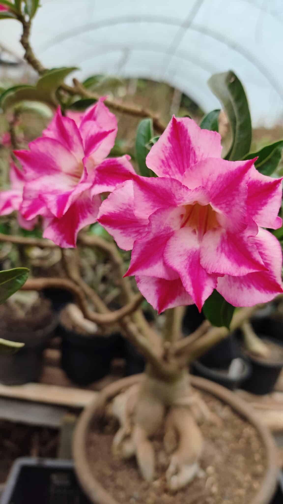 Planta Dobrada 3736 – 70cm – 06 anos - foto 3