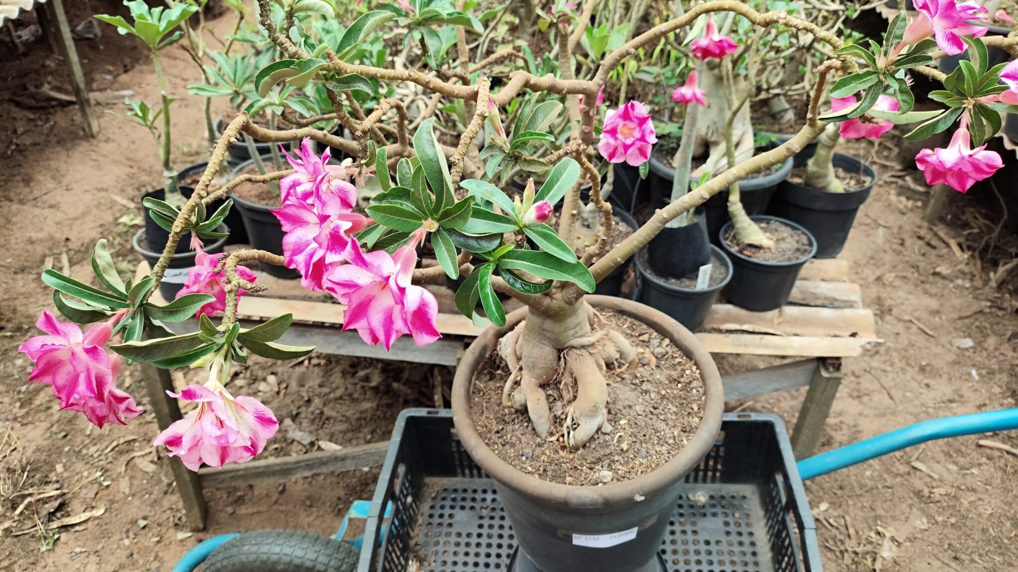 Planta Dobrada 3736 – 70cm – 06 anos - foto 8