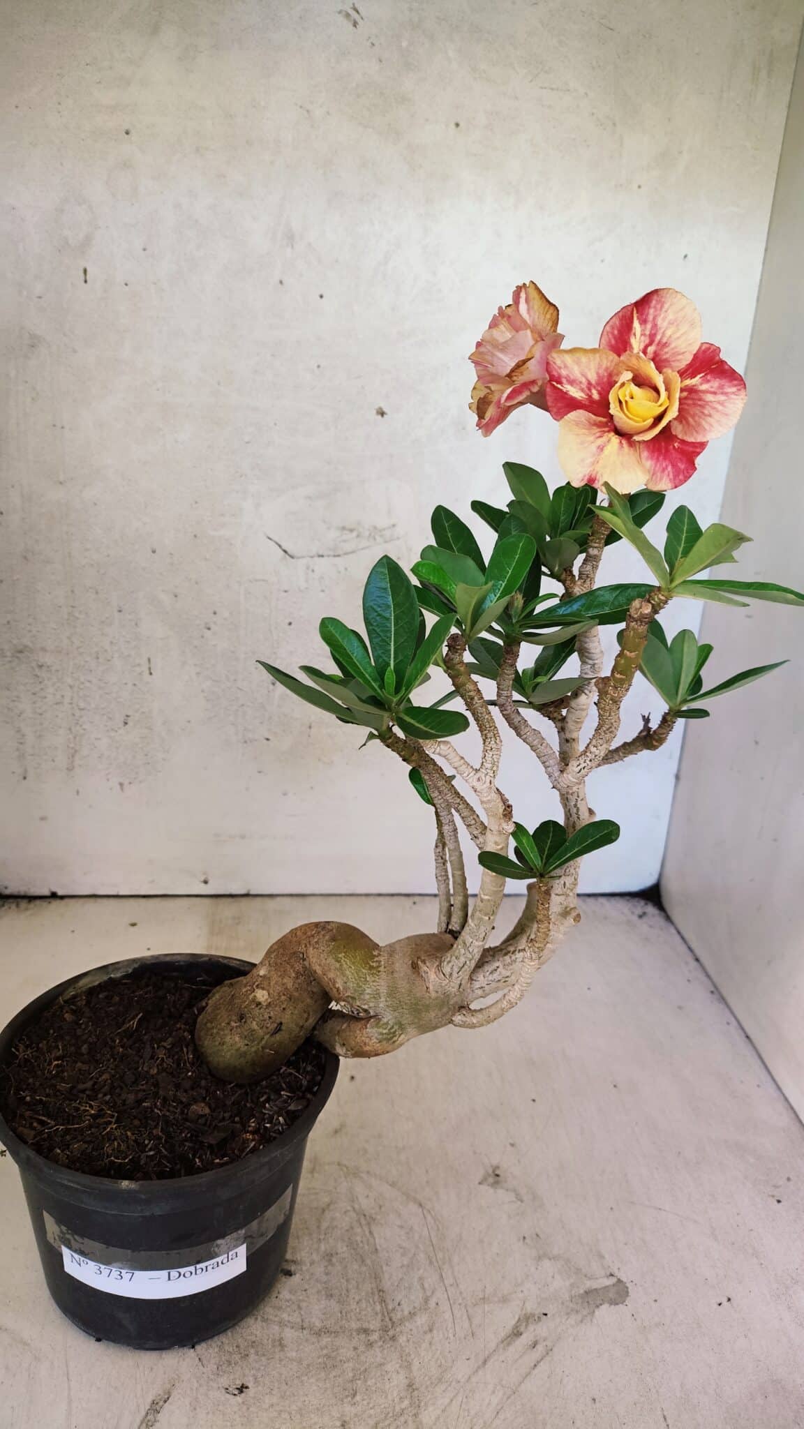 Planta Dobrada 3737 – 30cm – 02 anos - foto 2