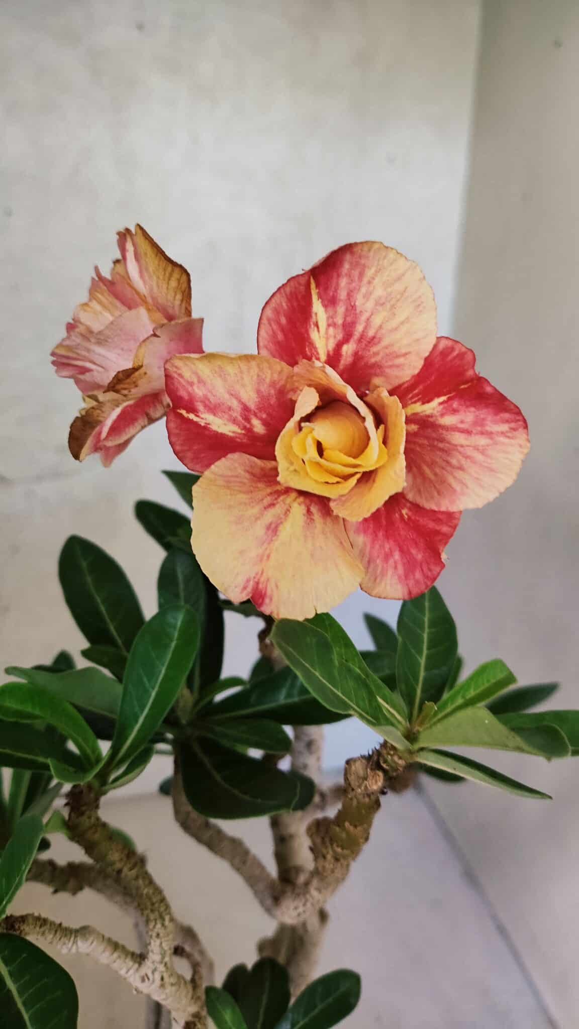 Planta Dobrada 3737 – 30cm – 02 anos - foto 3