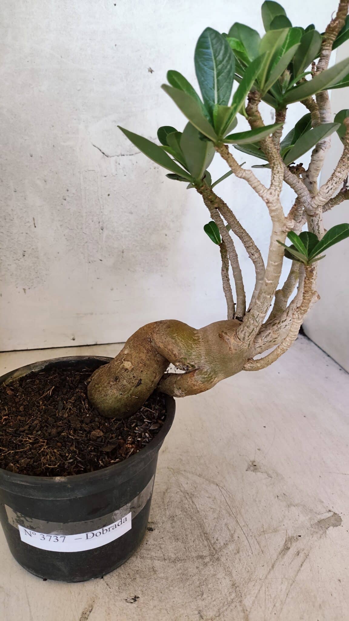 Planta Dobrada 3737 – 30cm – 02 anos - foto 8