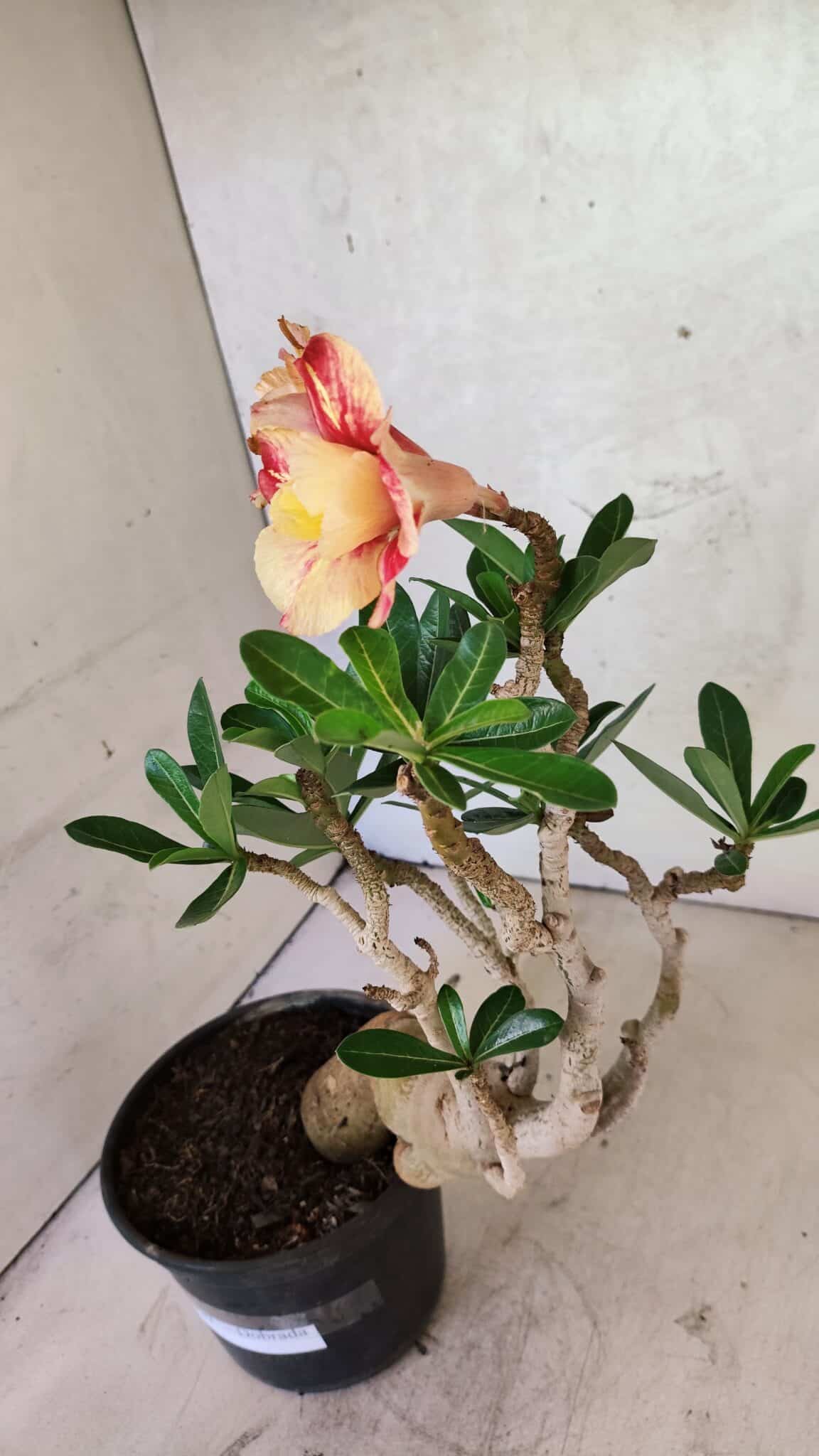 Planta Dobrada 3737 – 30cm – 02 anos - foto 5