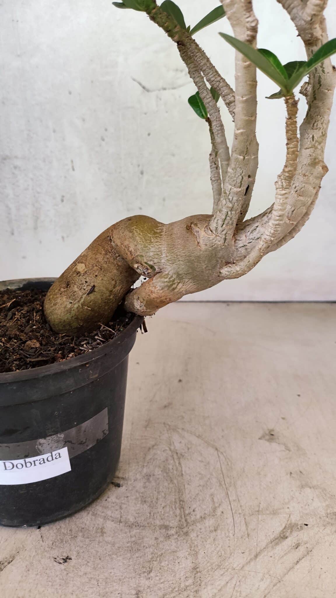 Planta Dobrada 3737 – 30cm – 02 anos - foto 4