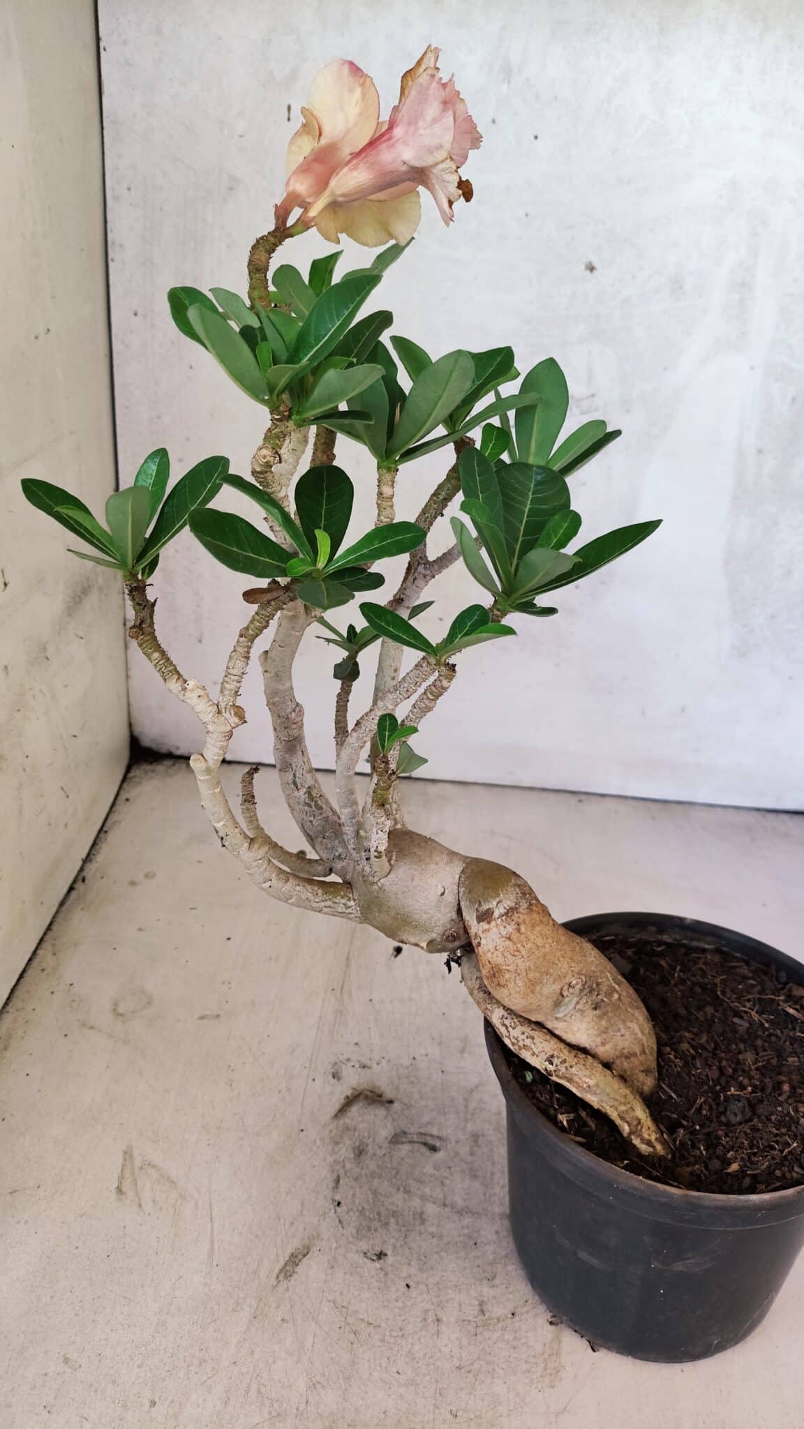 Planta Dobrada 3737 – 30cm – 02 anos - foto 7