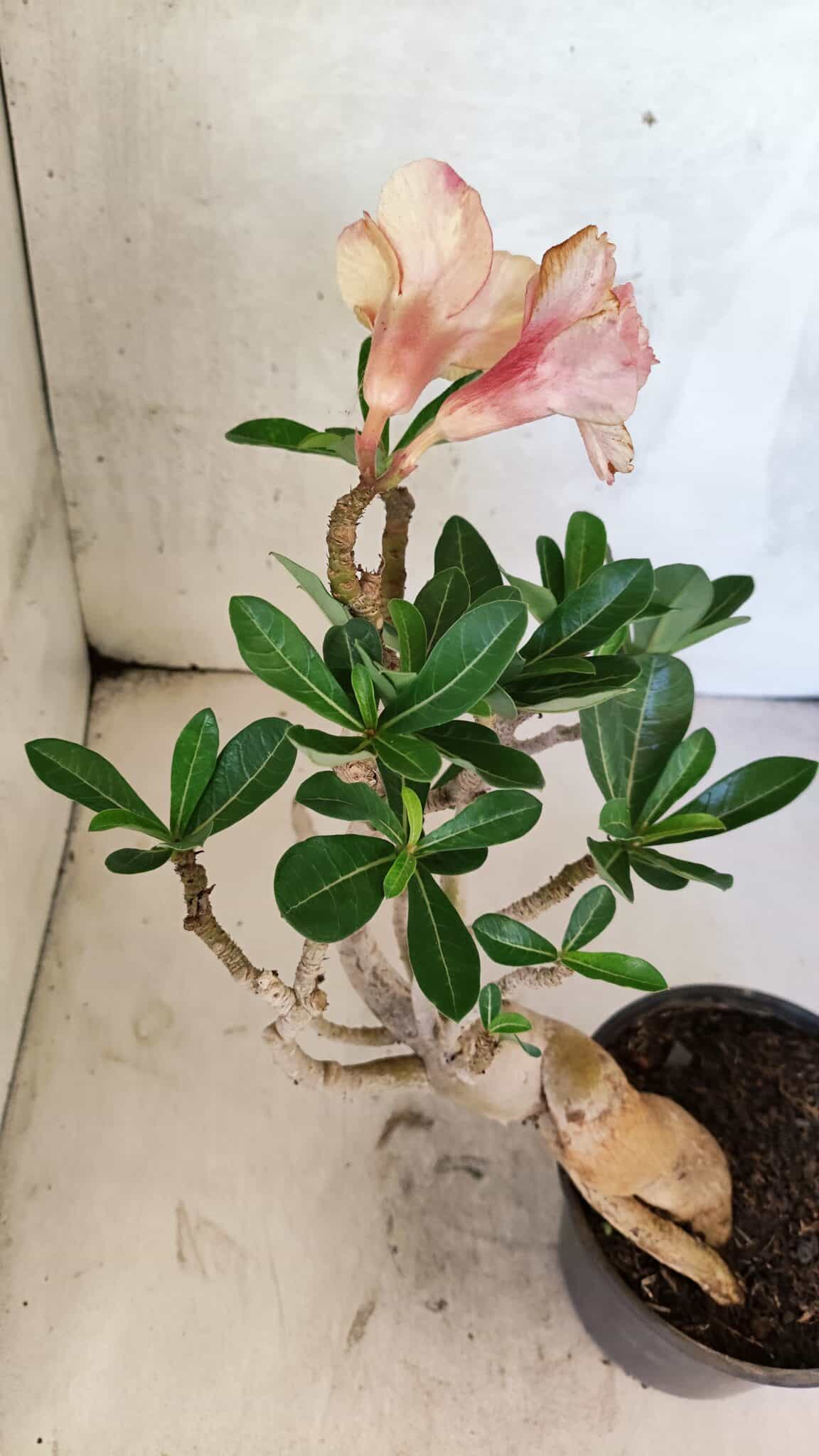 Planta Dobrada 3737 – 30cm – 02 anos - foto 6