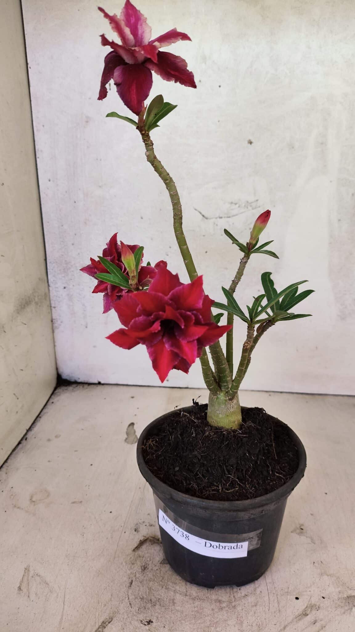 Planta Dobrada 3738 – 30cm – 02 anos - foto 2