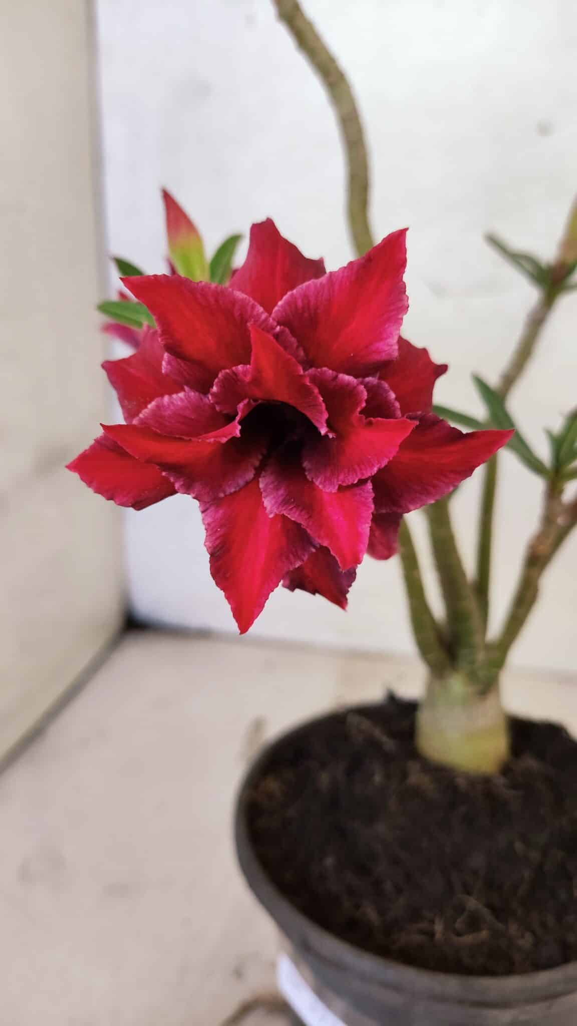 Planta Dobrada 3738 – 30cm – 02 anos - foto 3