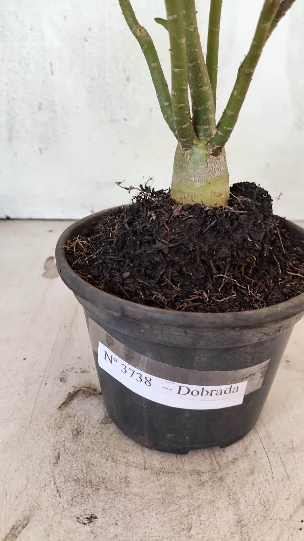 Planta Dobrada 3738 – 30cm – 02 anos - foto 7