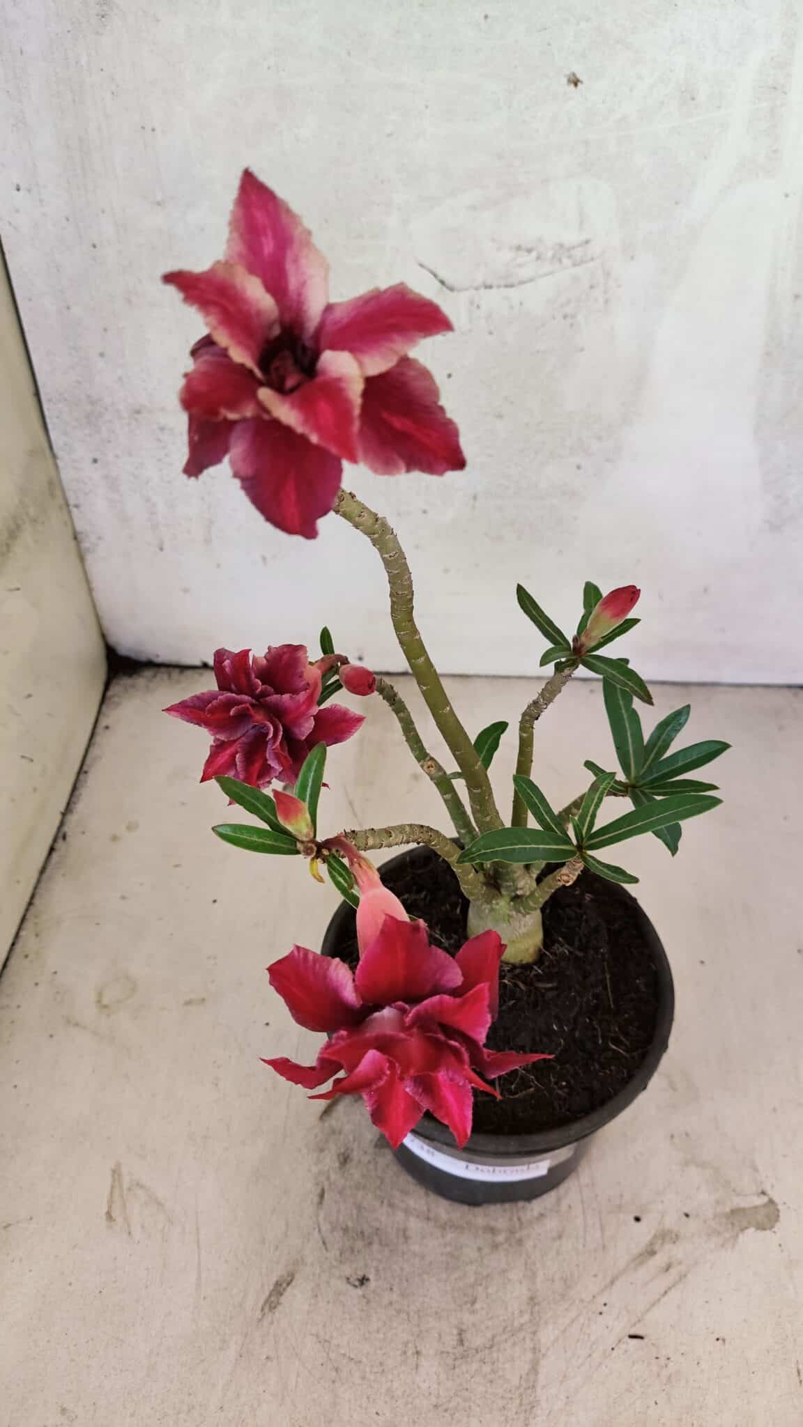 Planta Dobrada 3738 – 30cm – 02 anos - foto 4