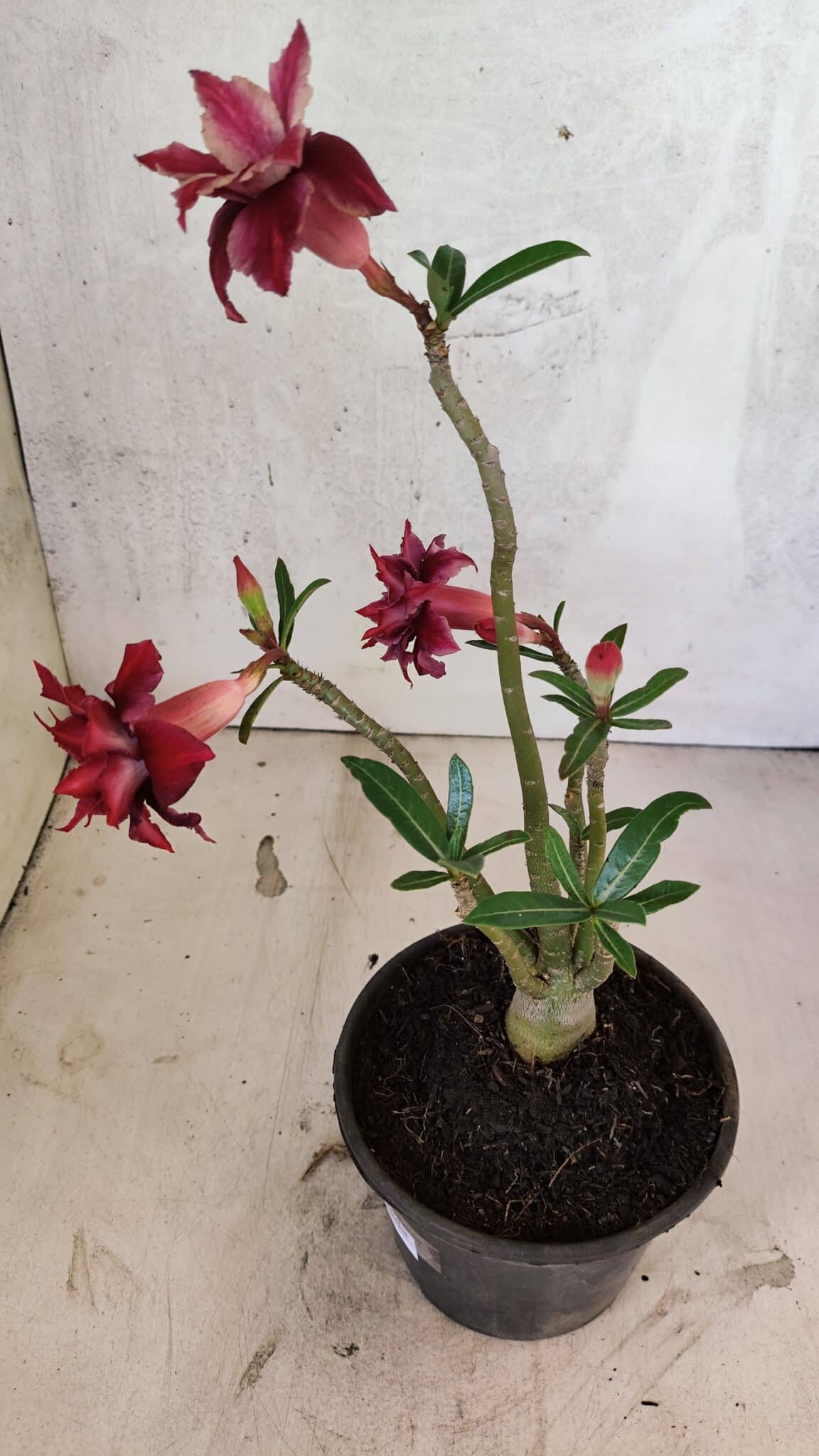 Planta Dobrada 3738 – 30cm – 02 anos - foto 6