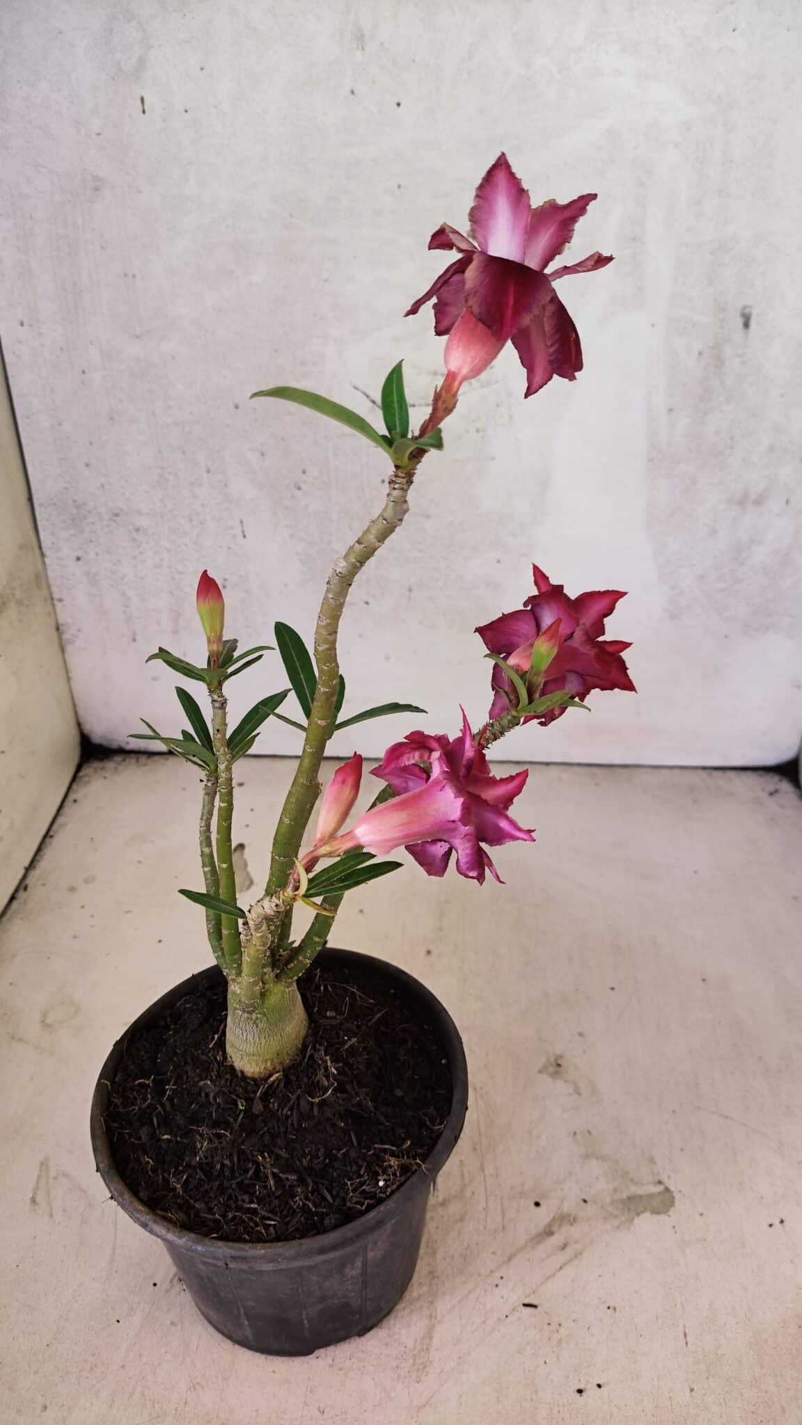 Planta Dobrada 3738 – 30cm – 02 anos - foto 5
